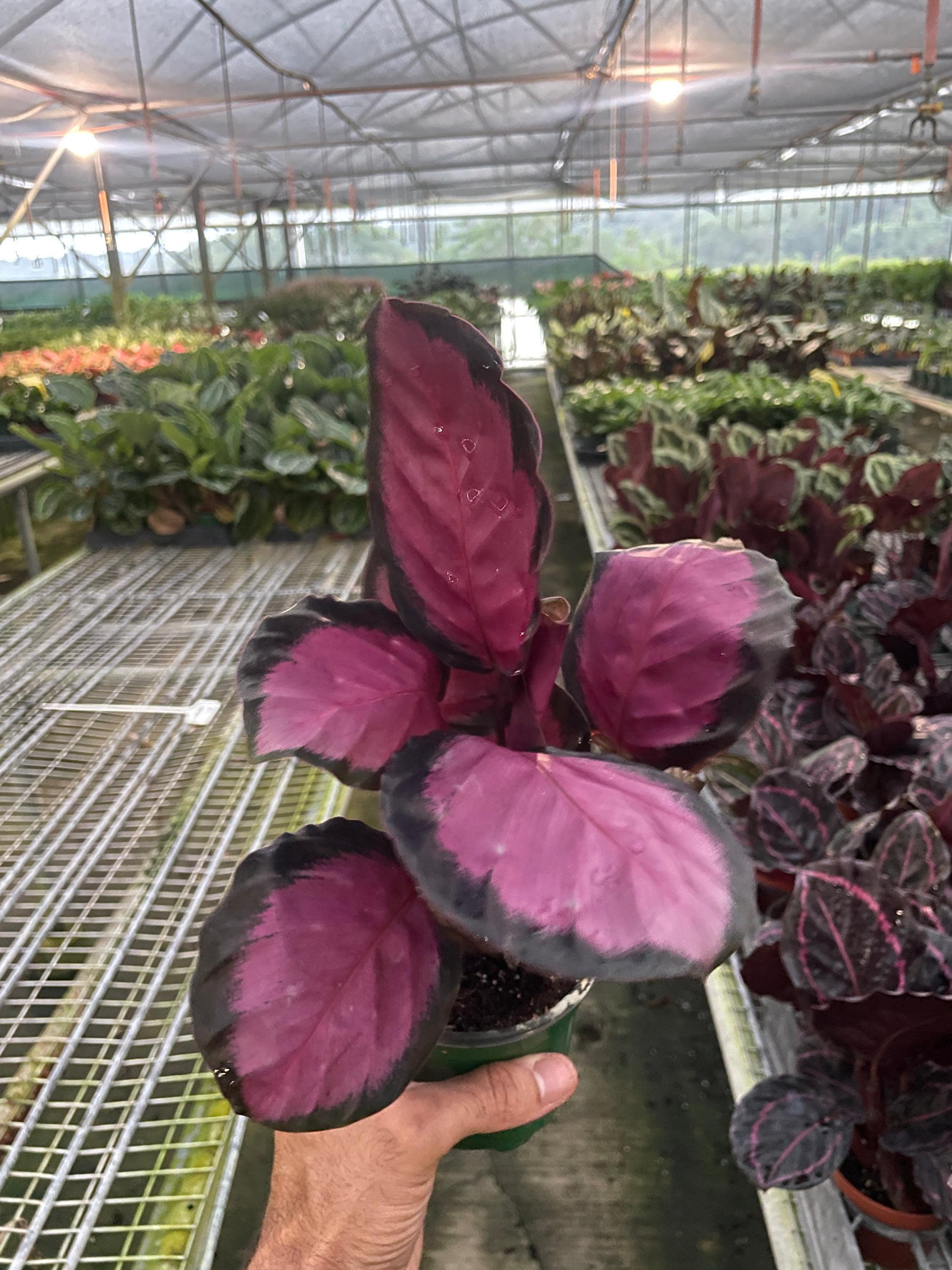 Calathea 'Purple Rose' Indoor Plants 2" Pot Austin Jungle Co.