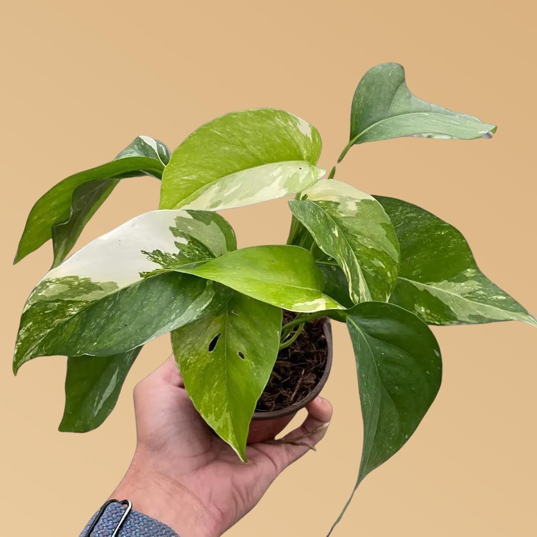 Epipremnum Pinnatum 'Albo-Variegata'