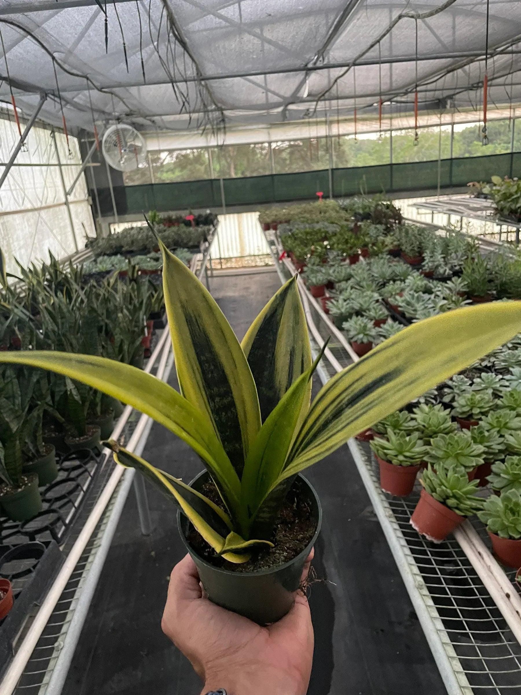Snake 'Gold Flame' 6" Plant (1pk/$4.5) ($10 Ship/31oz) 4" Pot Austin Jungle Co.