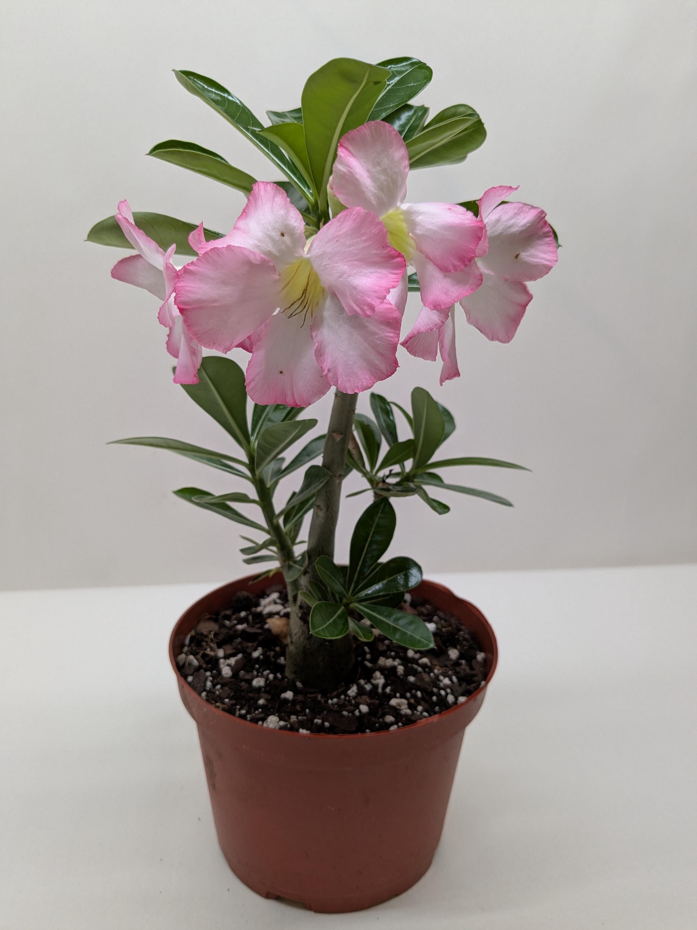 Succulent Adenium Obesum 'Desert Rose' Succulent 4" Pot Austin Jungle Co.