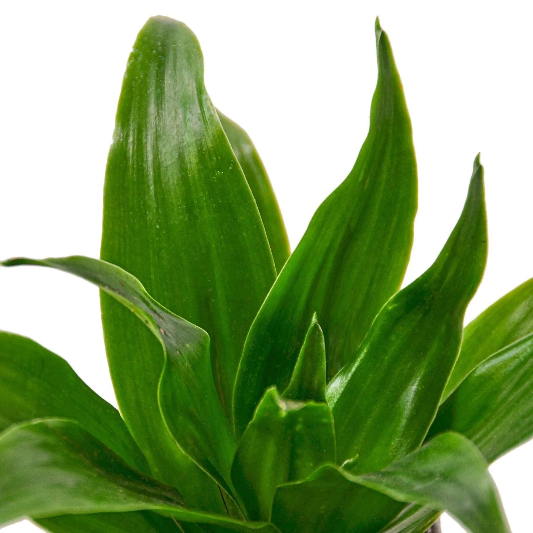 Dracaena 'Janet Craig' Indoor Plants 3" Pot Austin Jungle Co.