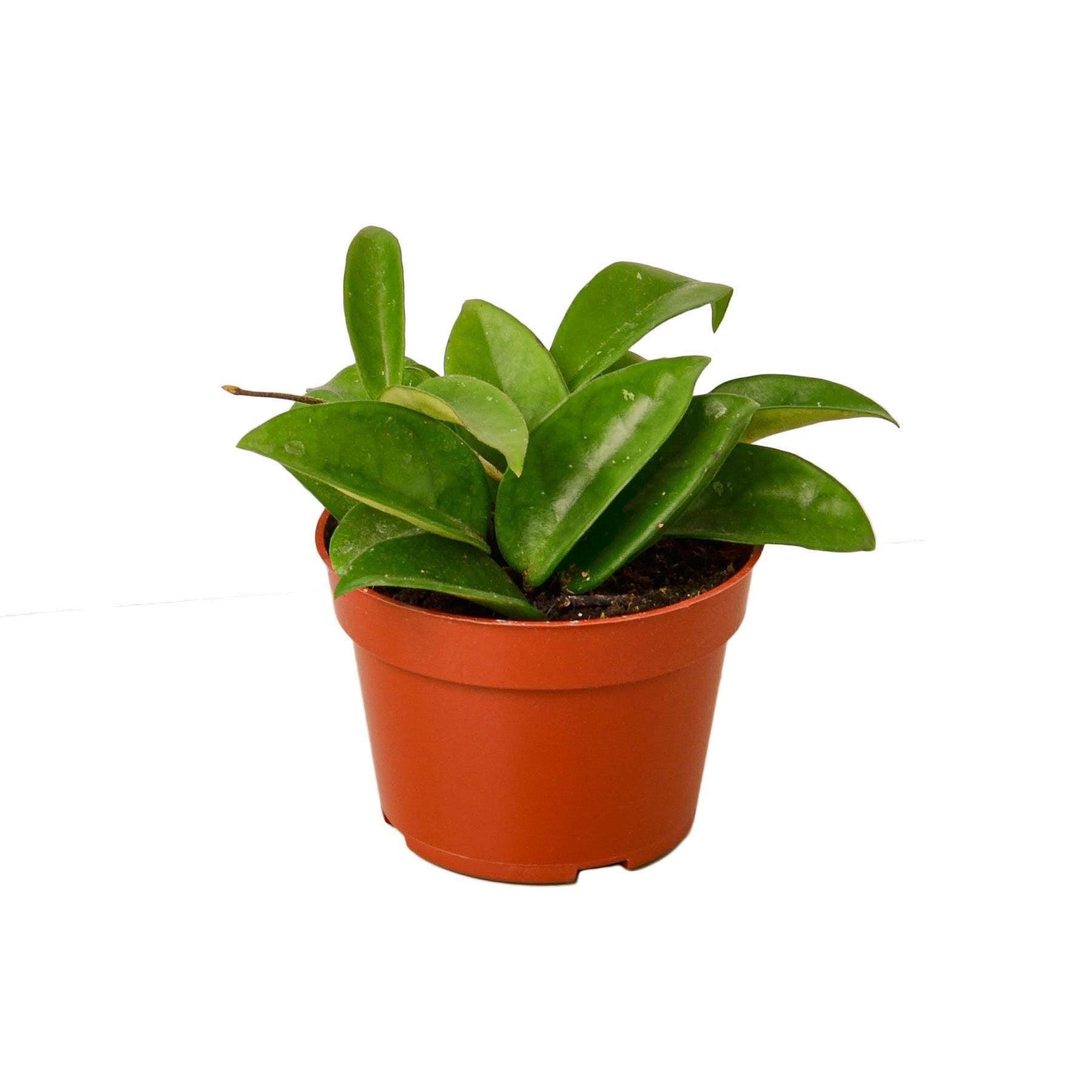 May include: A small green houseplant with thick, waxy leaves growing in a terracotta pot.
