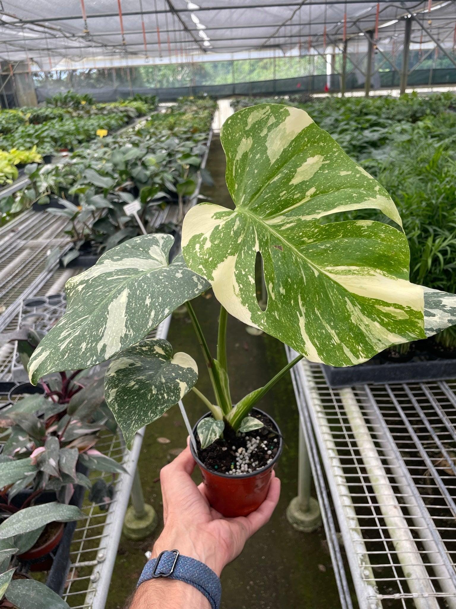 May include: A variegated monstera plant with green and white leaves in a red pot.