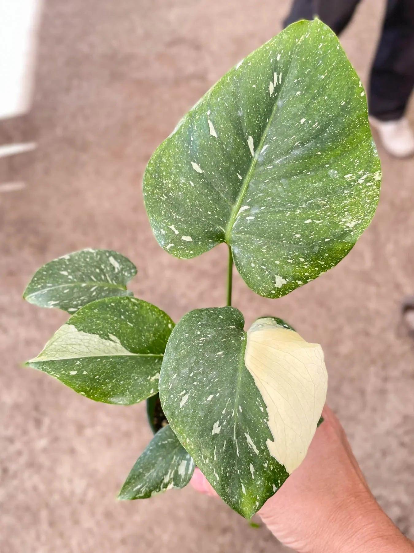 Monstera 'Thai Constellation' 2" Pot Austin Jungle Co.