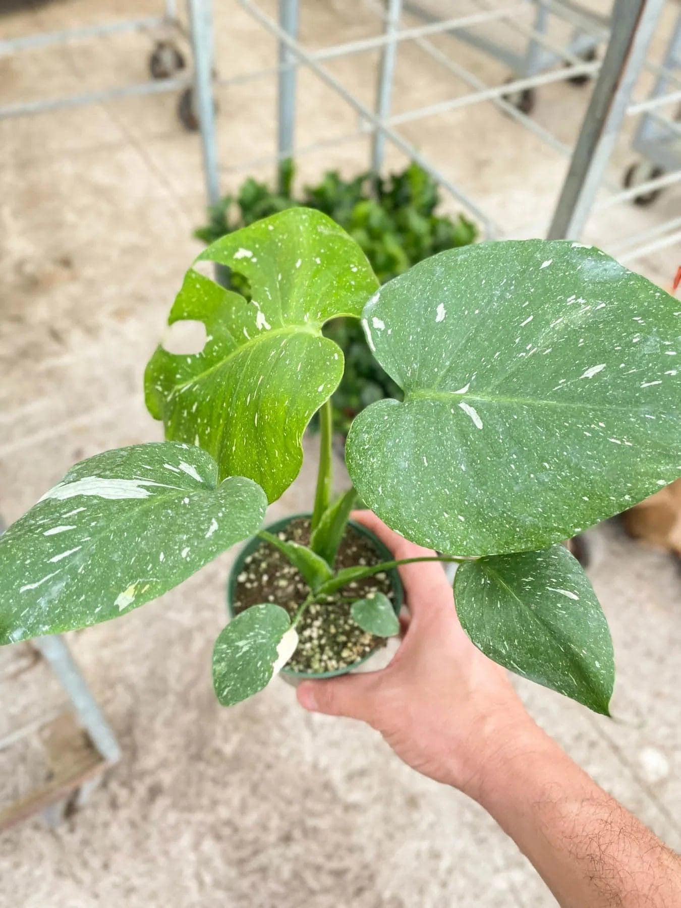 Monstera 'Thai Constellation' 2" Pot Austin Jungle Co.