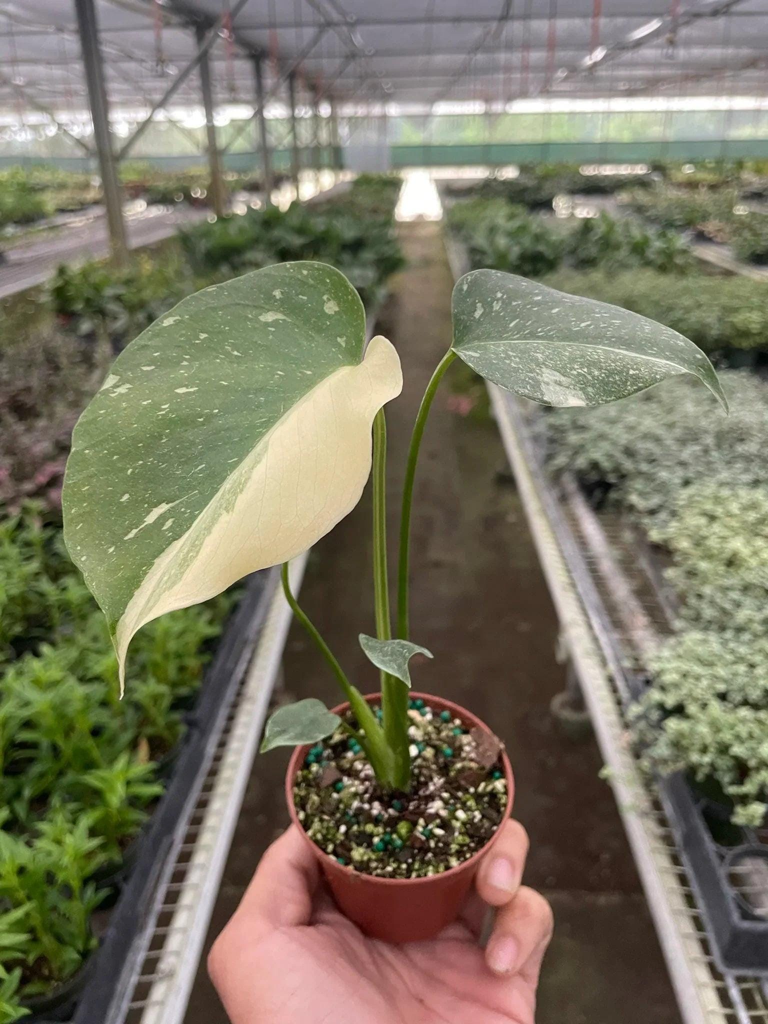 Monstera 'Thai Constellation' 2" Pot Austin Jungle Co.