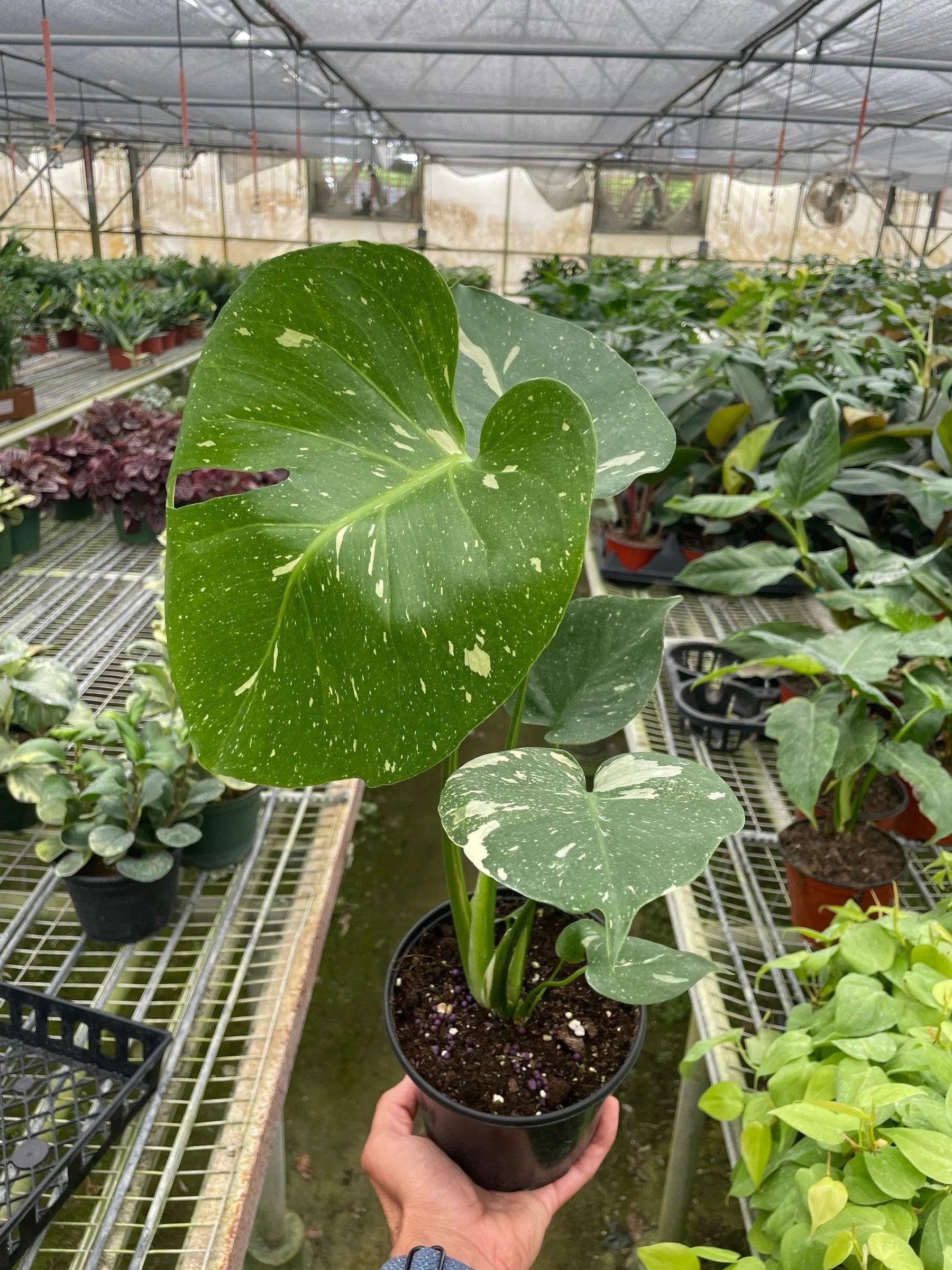 Monstera 'Thai Constellation' 2" Pot Austin Jungle Co.
