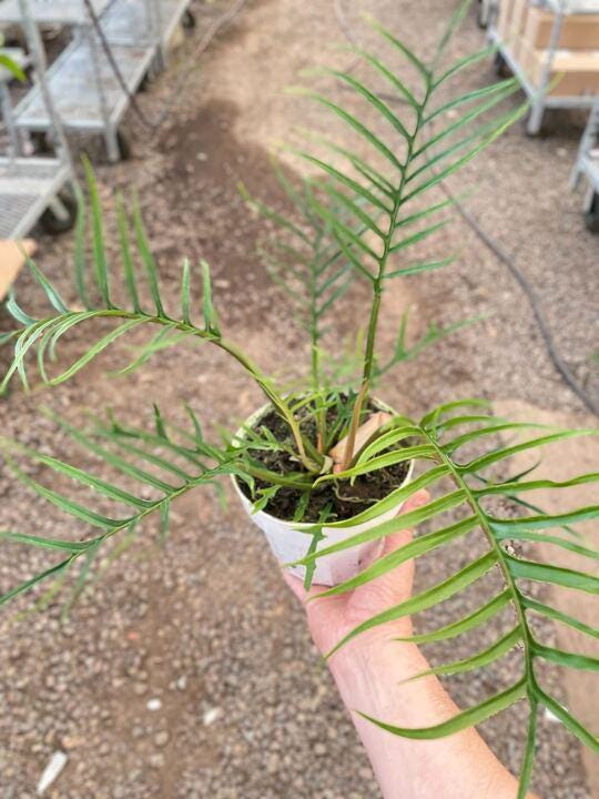 Philodendron 'Tortum' Indoor Plants 2" Pot Austin Jungle Co.