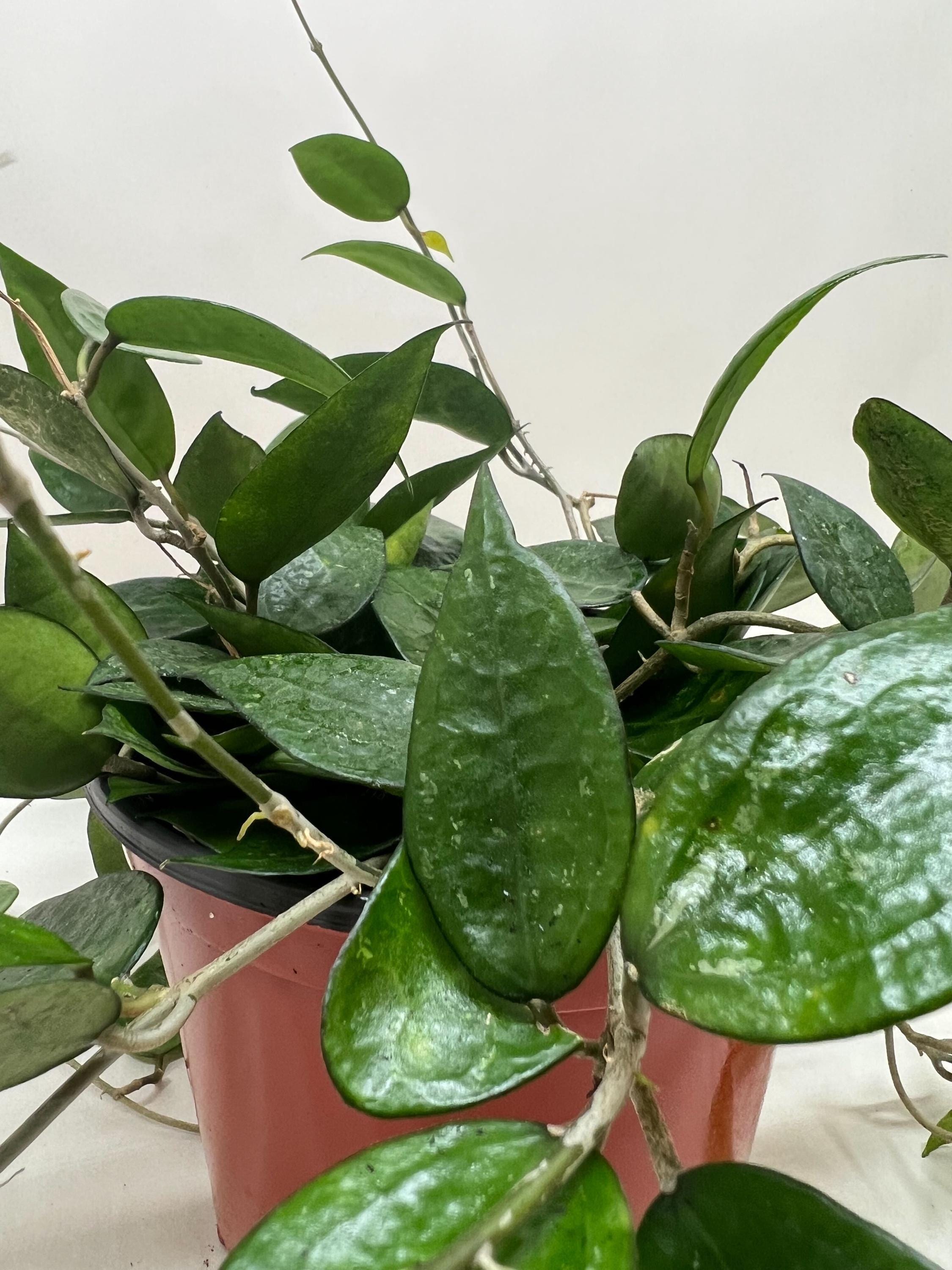 Hoya 'Black Margin' Indoor Plants 4" Pot Austin Jungle Co.