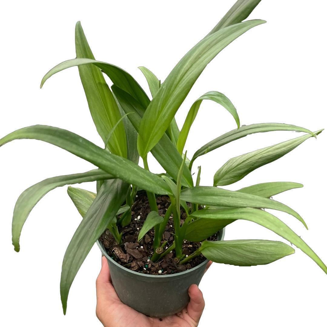 Pothos 'Silver Streak' 6" Pot Austin Jungle Co.