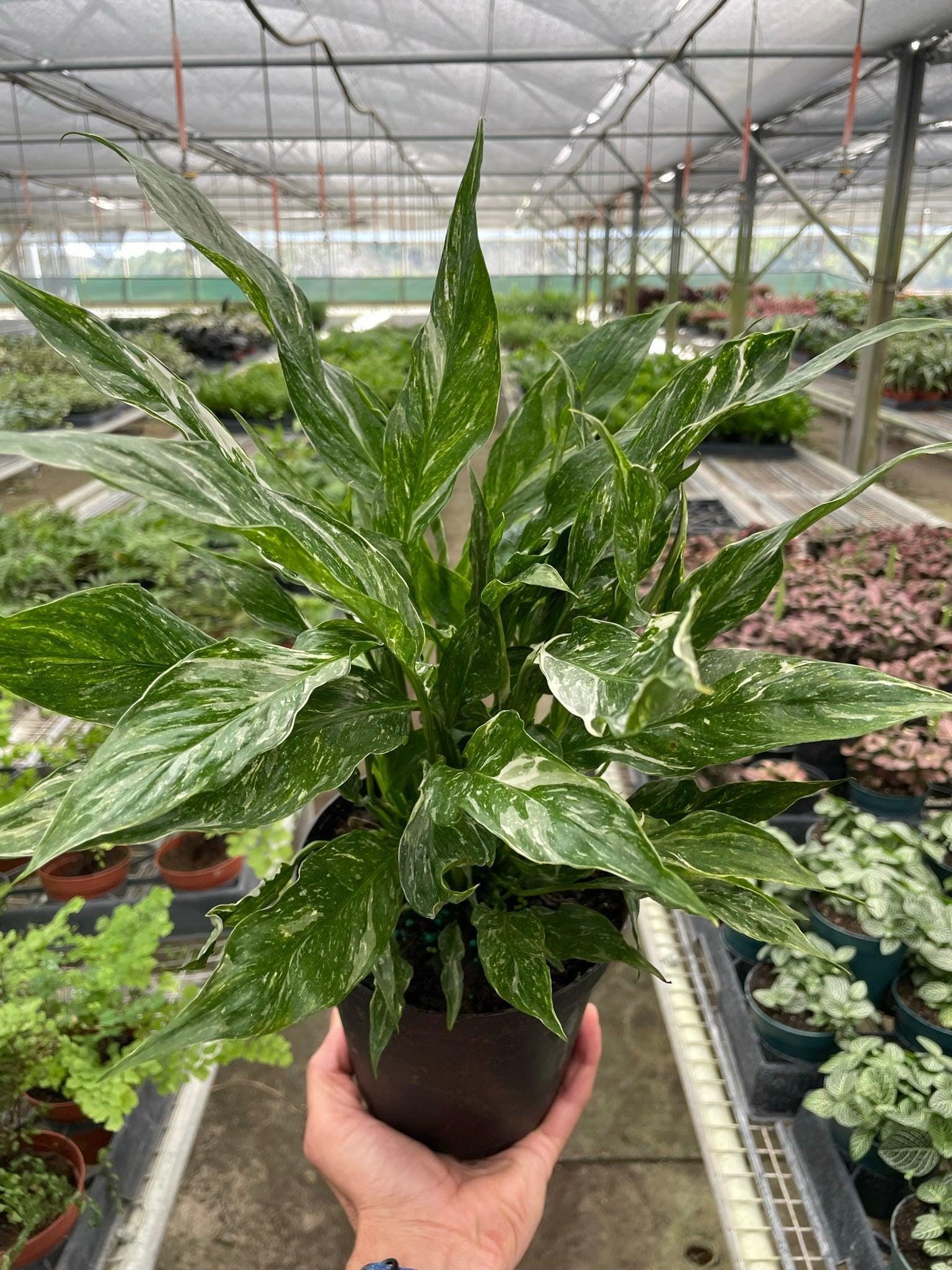 Variegated Spathiphyllum 'Domino' Default 2" Pot / Nursery Pot Austin Jungle Co.