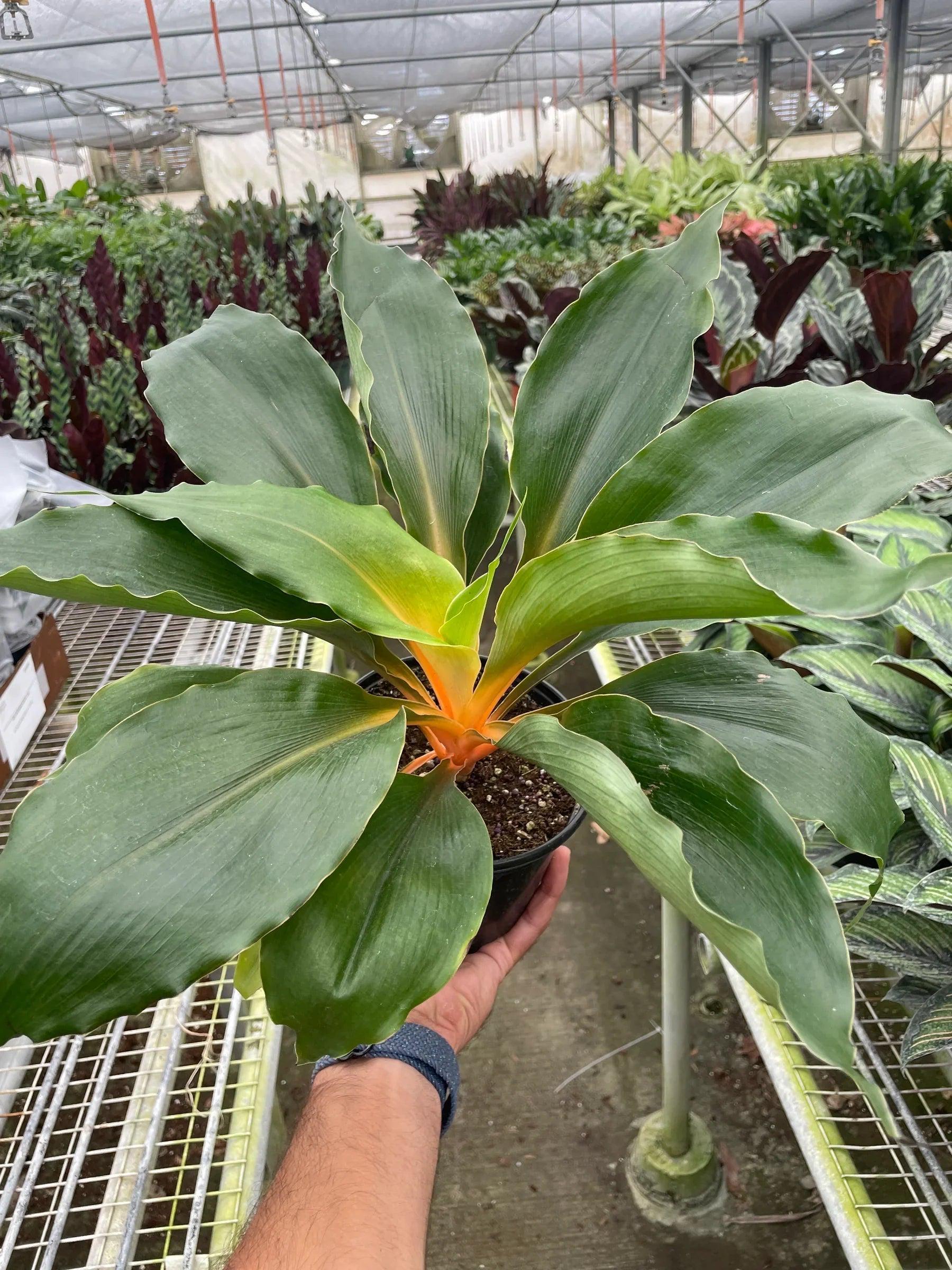 Spider Plant 'Fire Flash' Indoor Plants 4" Pot Austin Jungle Co.