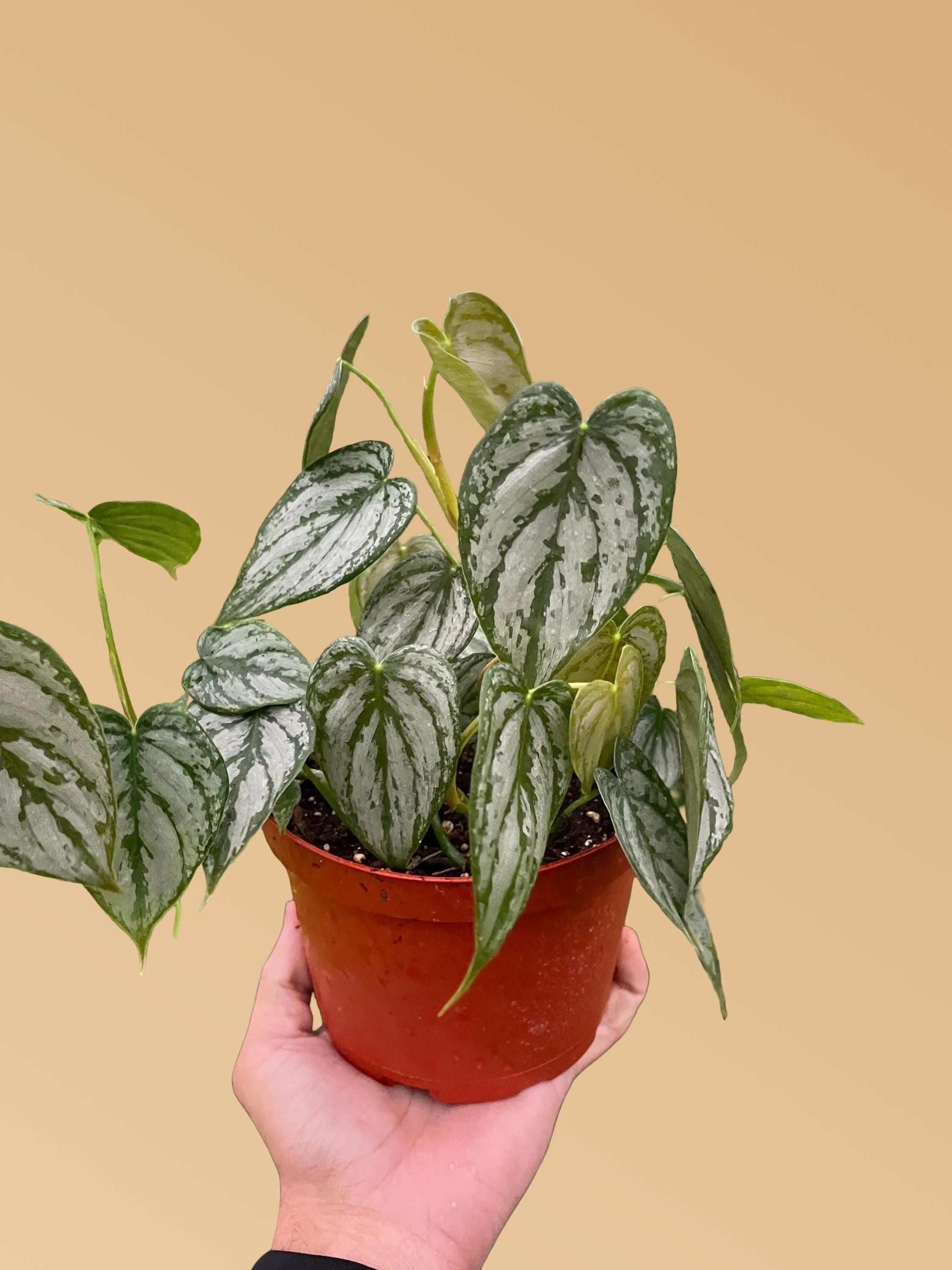 Philodendron 'Brandtianum'