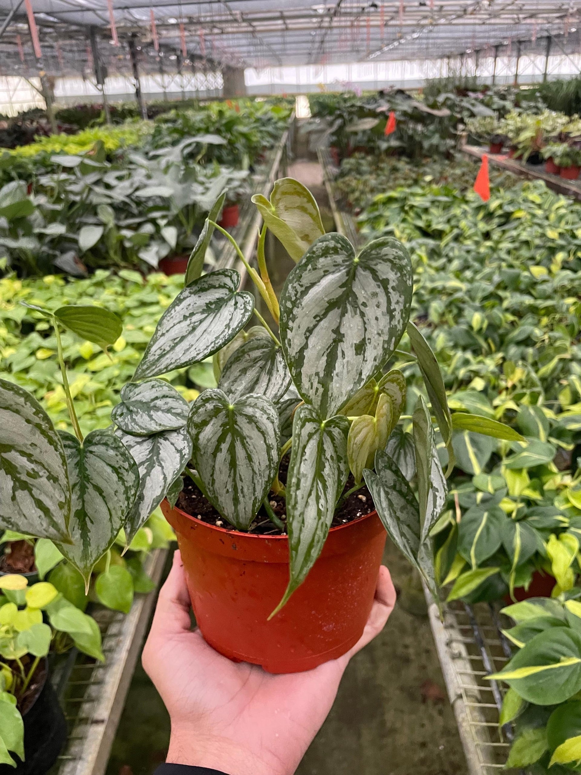 philodendron brandtianum kaufen Philodendron 'Brandtianum'