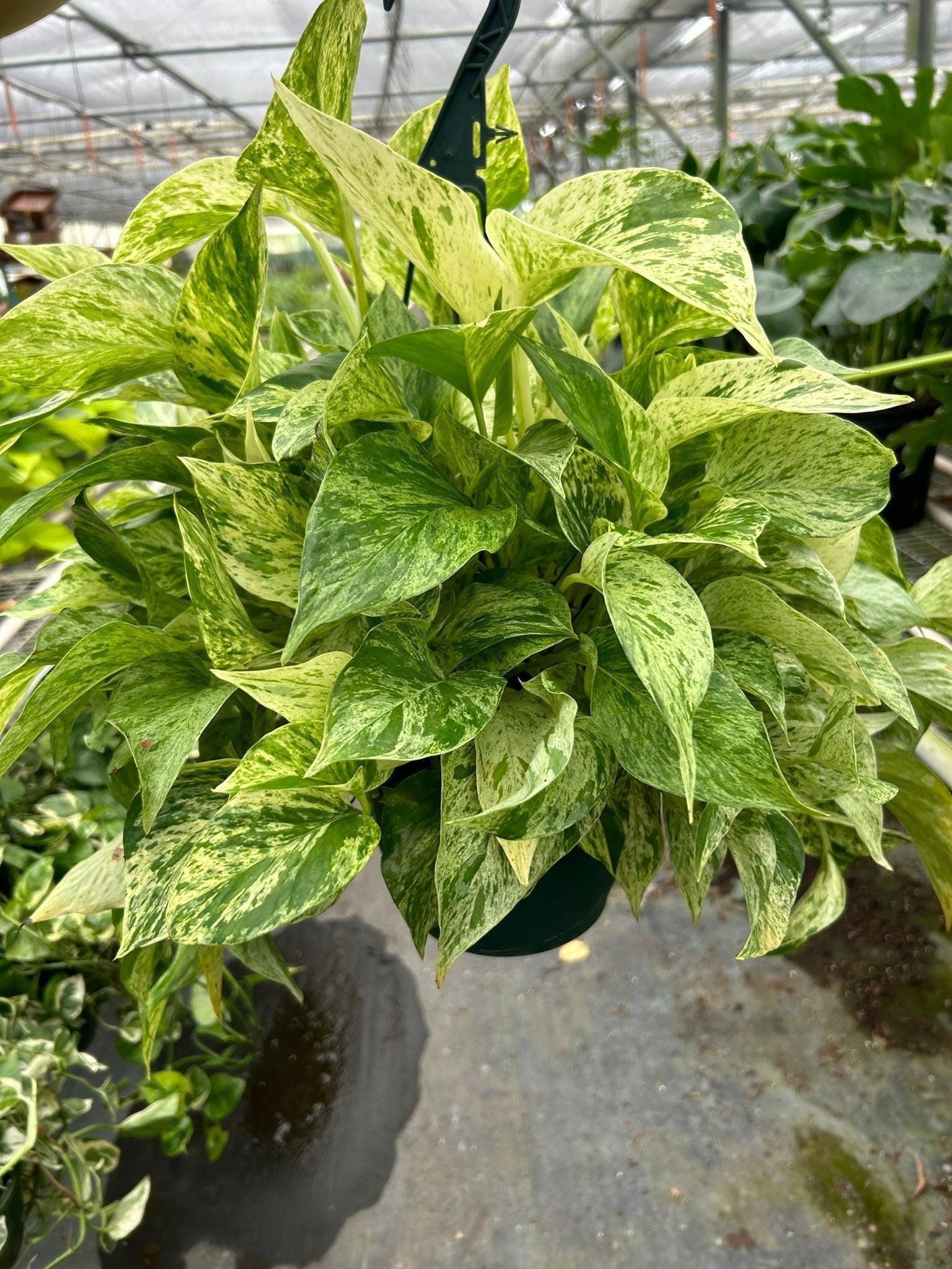 Pothos 'Marble Queen' Indoor Plants 8" Pot Austin Jungle Co.