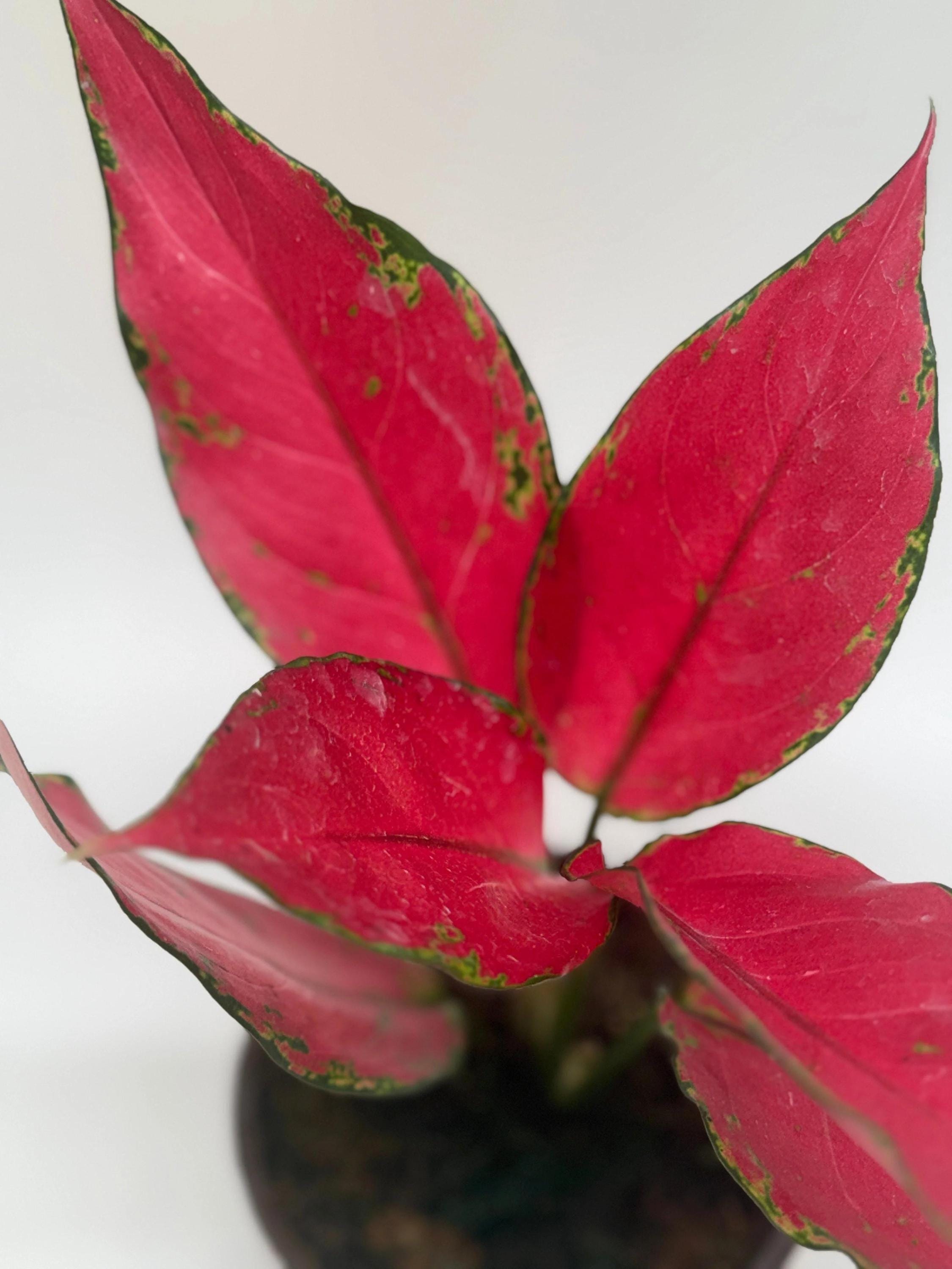 Chinese Evergreen 'Ruby Garuda' 4" Plant 4" Pot Austin Jungle Co.