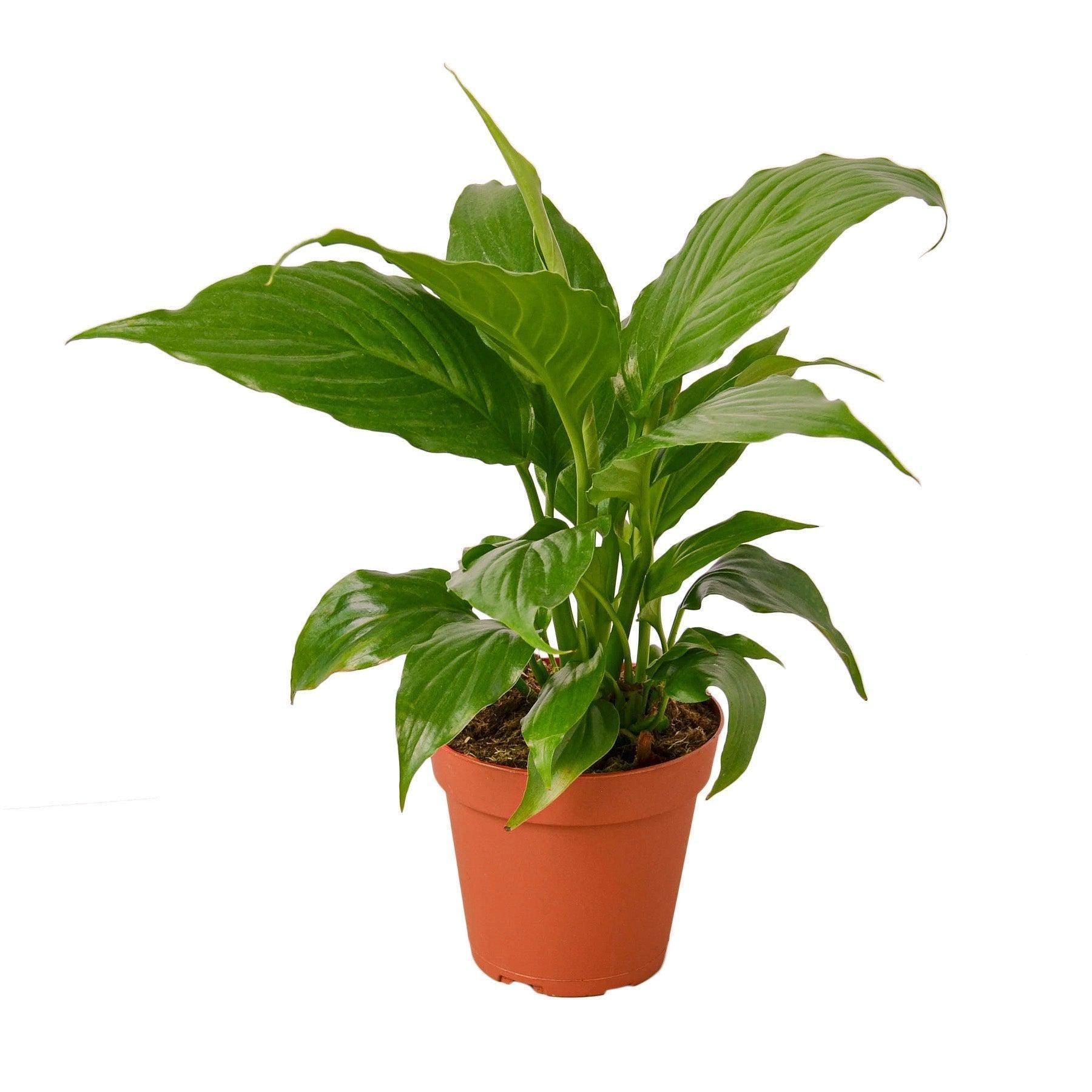 Spathiphyllum 'Peace Lily' Indoor Plants 4" Pot Austin Jungle Co.
