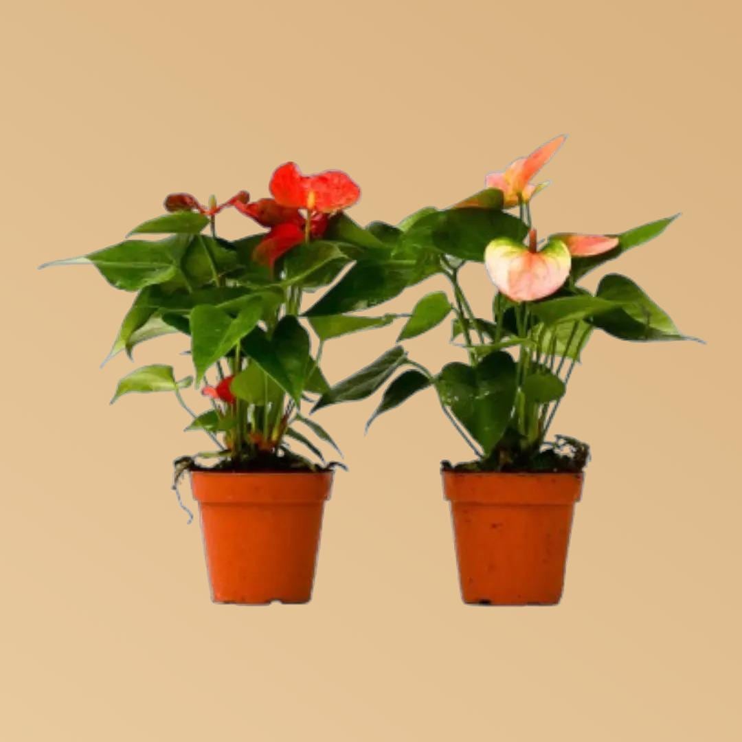 2 Anthurium Variety Pack - 4" Pots 4" Plant (2pk/$3.5) ($10 Ship/31oz) 4" Pot Austin Jungle Co.