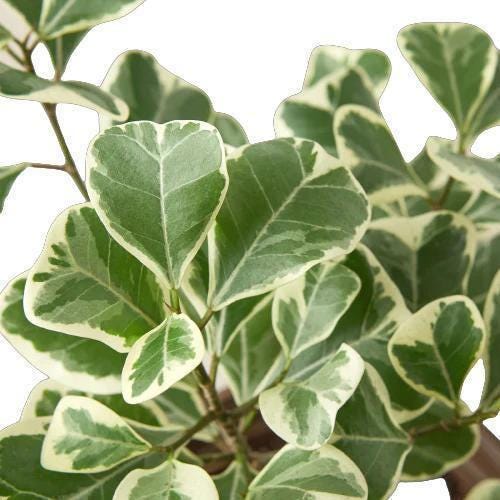 Ficus Elastica 'Triangularis' Variegated Indoor Plants 3' Pot Austin Jungle Co.