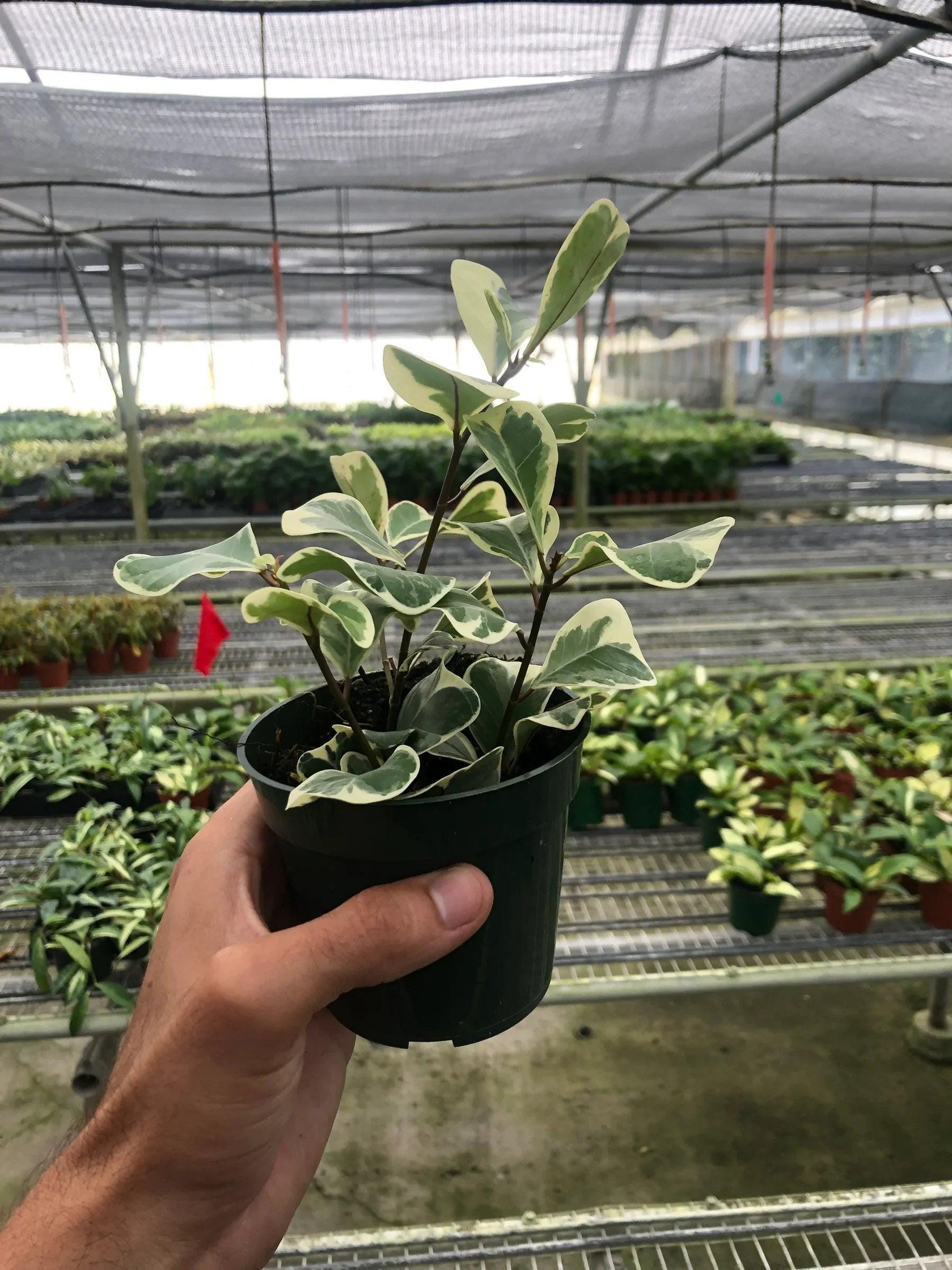 Ficus Elastica 'Triangularis' Variegated Indoor Plants 3' Pot Austin Jungle Co.