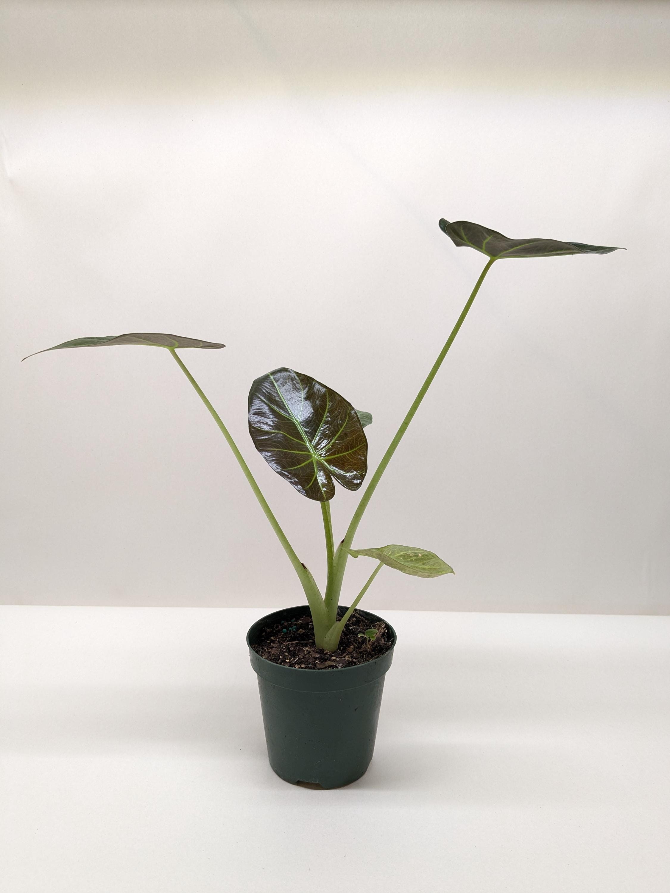 Alocasia 'Regal Shields' 4" Pot Austin Jungle Co.