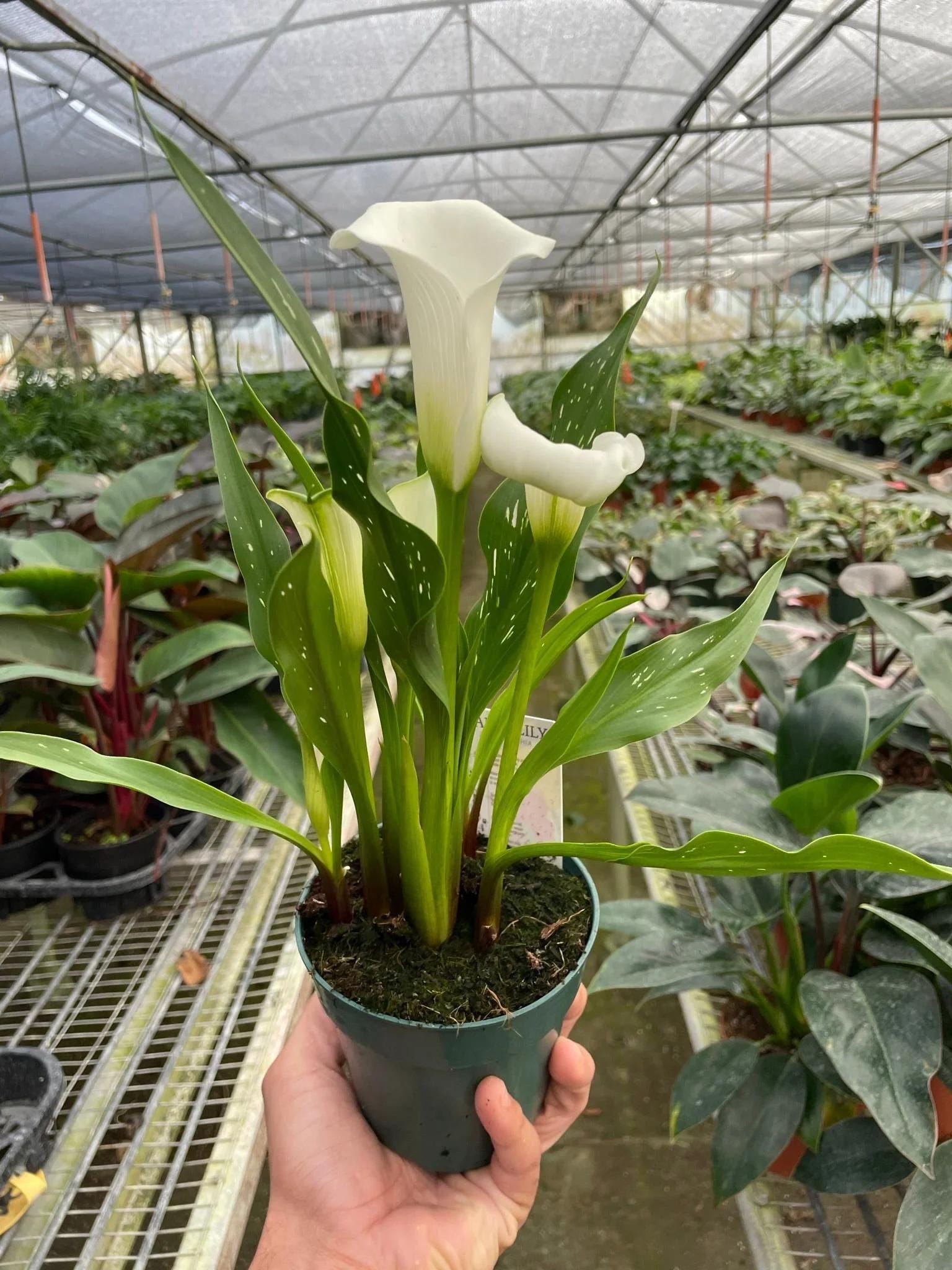Calla Lily 6" Plant (2pk/$4.5) ($15 Ship/63oz) 4" Pot / Pink Austin Jungle Co.