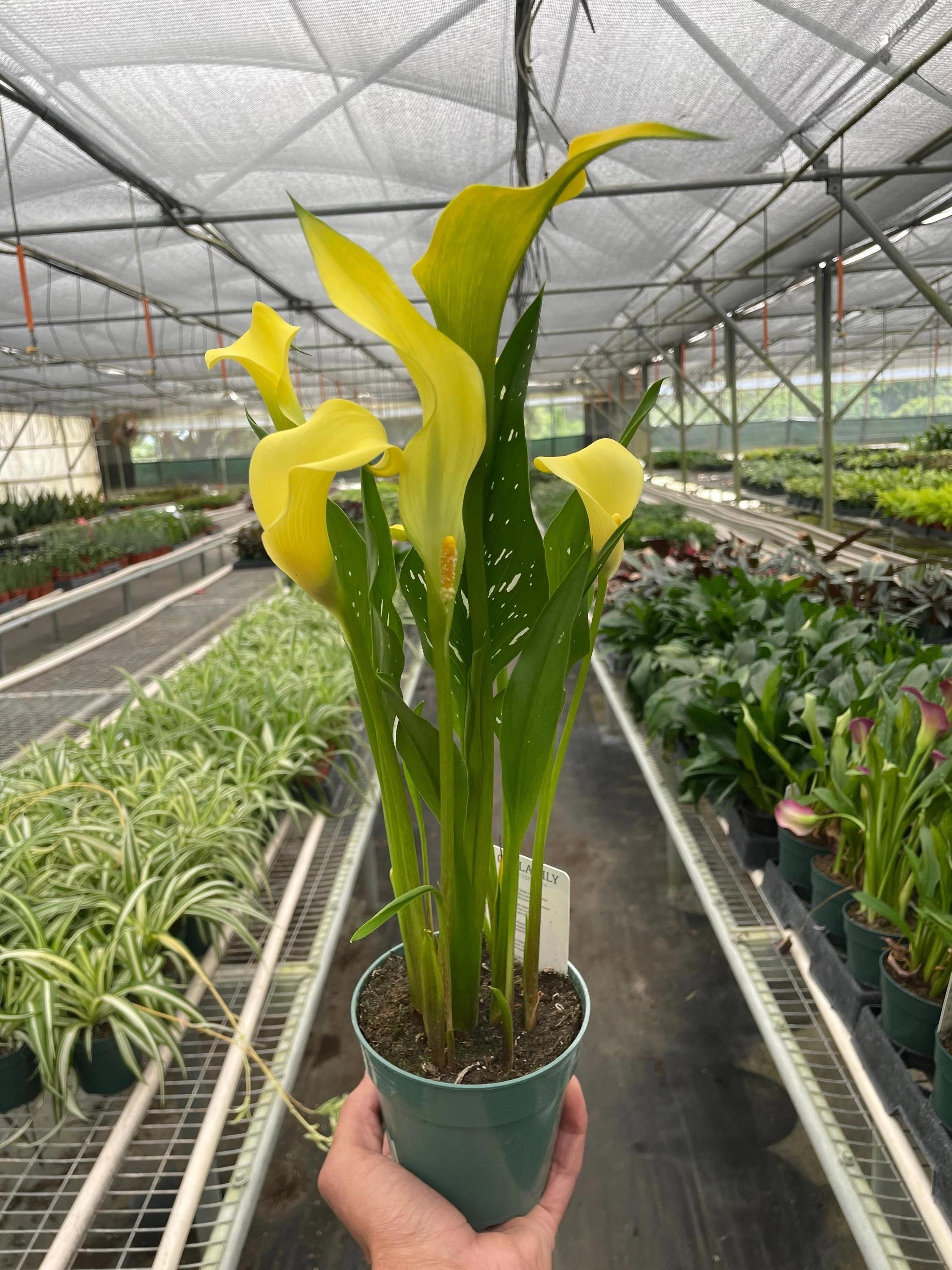 Calla Lily 6" Plant (2pk/$4.5) ($15 Ship/63oz) 4" Pot / Pink Austin Jungle Co.