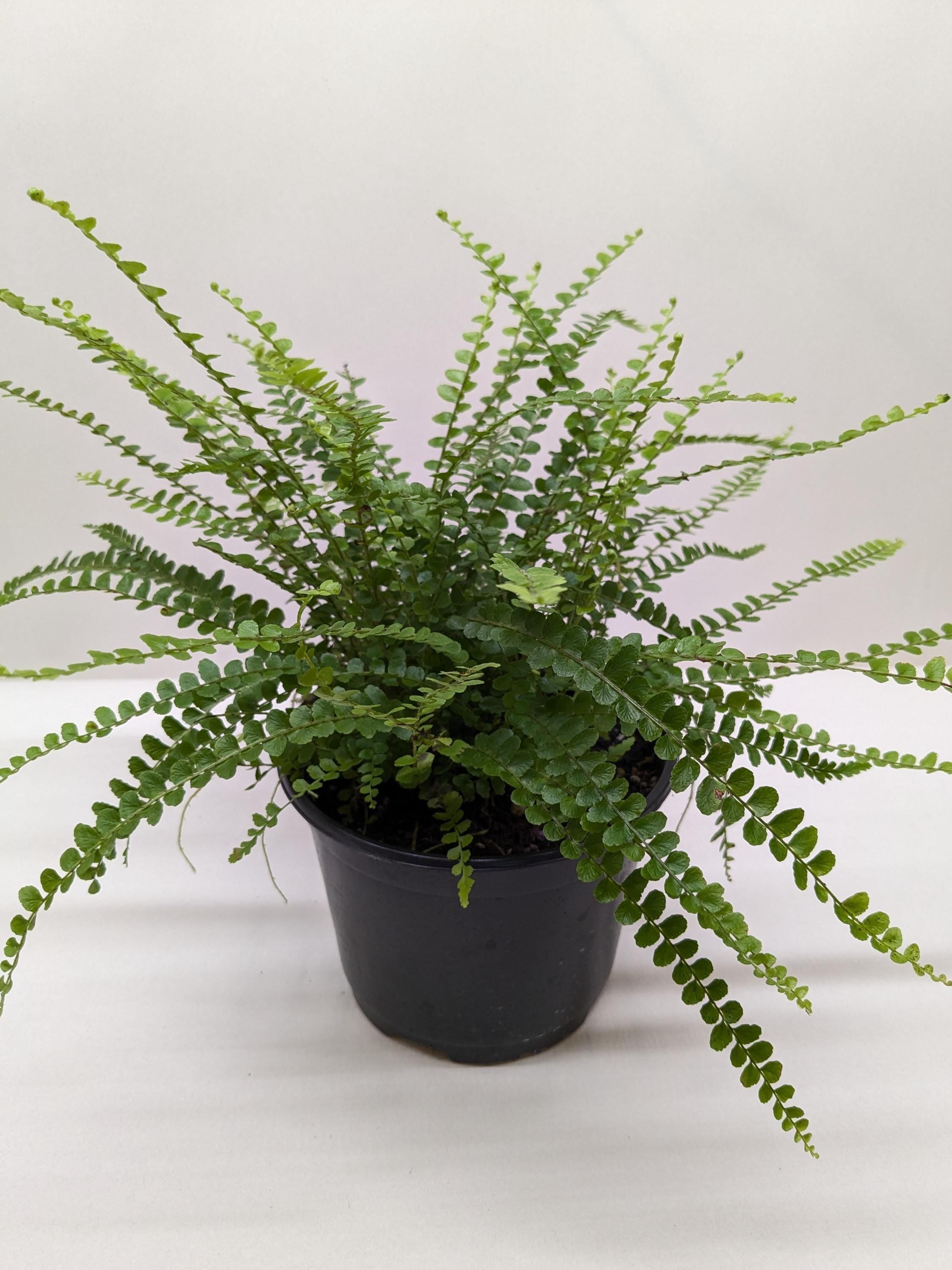 Fern 'Lemon Button' Indoor Plants 3" Pot / Nursery Pot Austin Jungle Co.