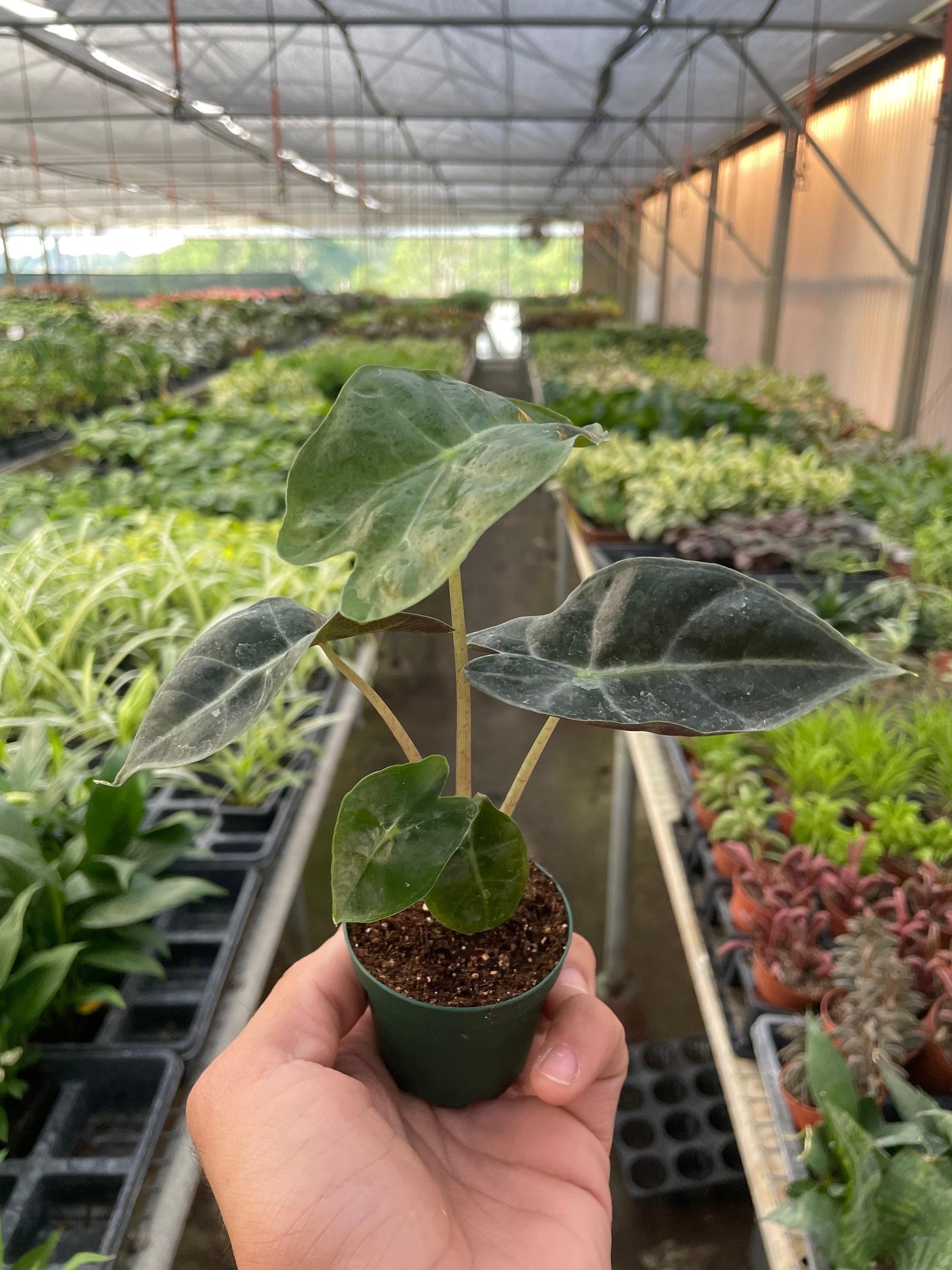 Alocasia Polly 'African Mask' Indoor Plants 2" Pot Austin Jungle Co.