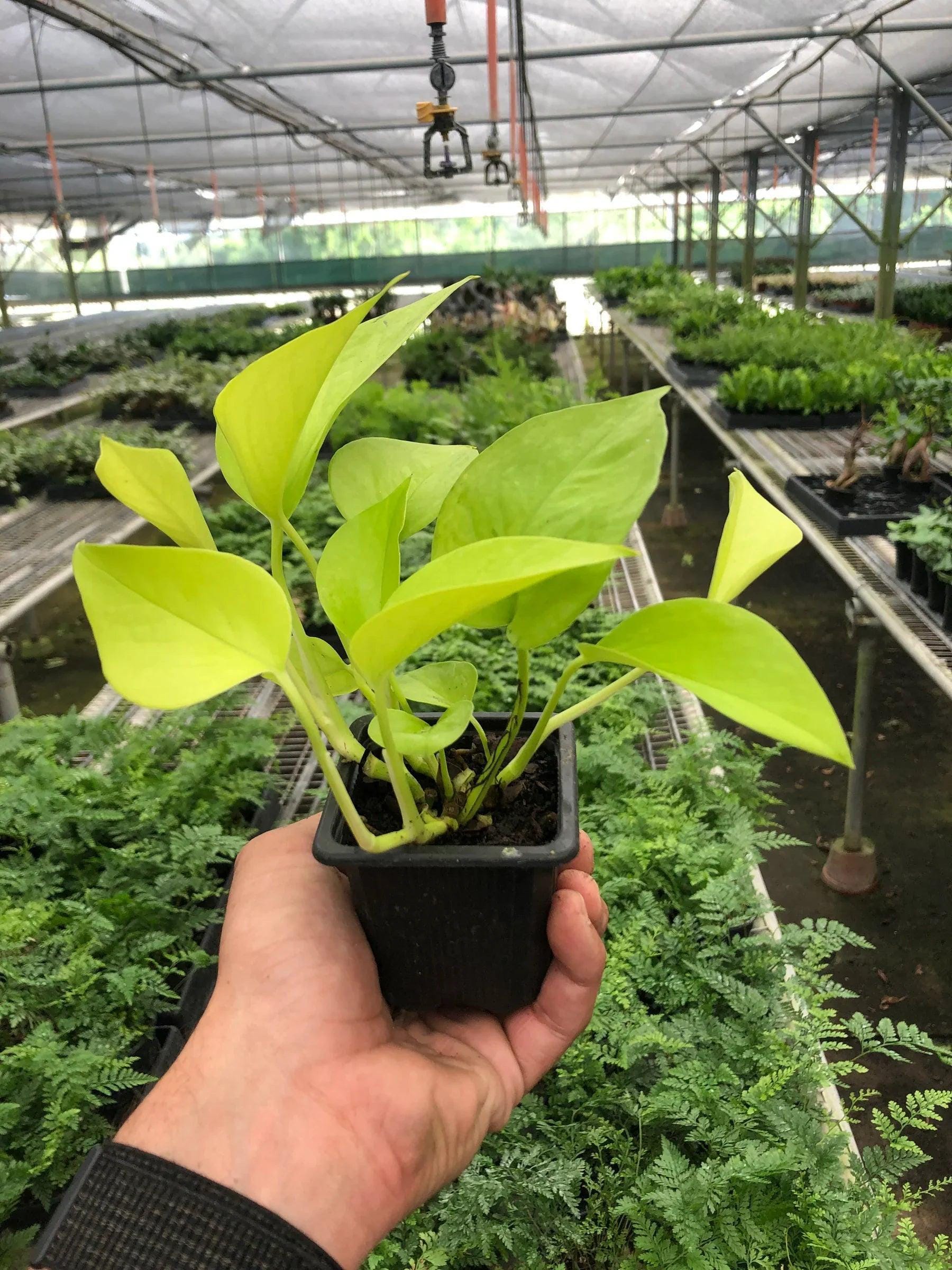 Pothos 'Neon' Indoor Plants 3" Pot / Nursery Austin Jungle Co.