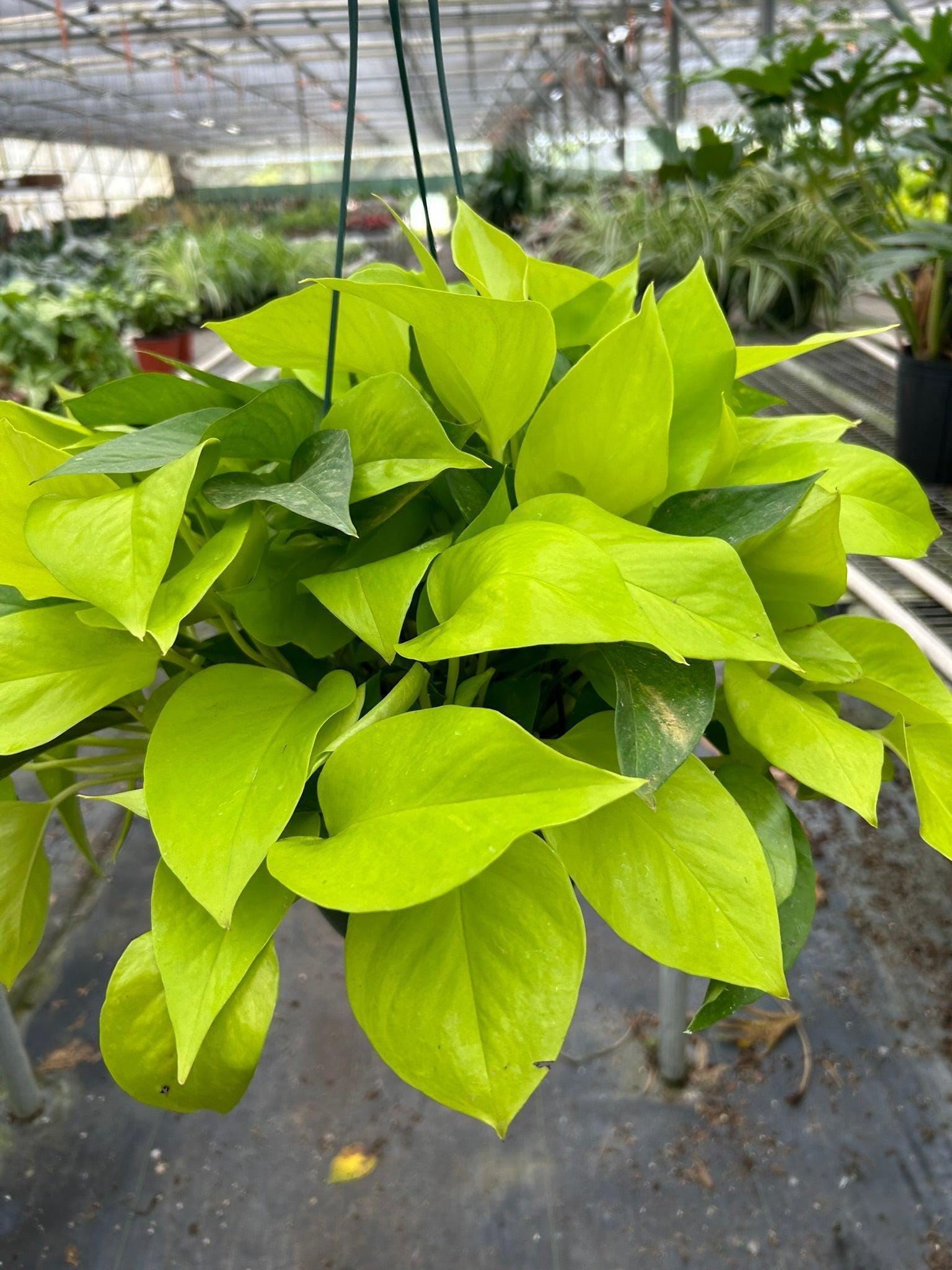 Pothos 'Neon' Indoor Plants 8" Pot / Nursery Austin Jungle Co.
