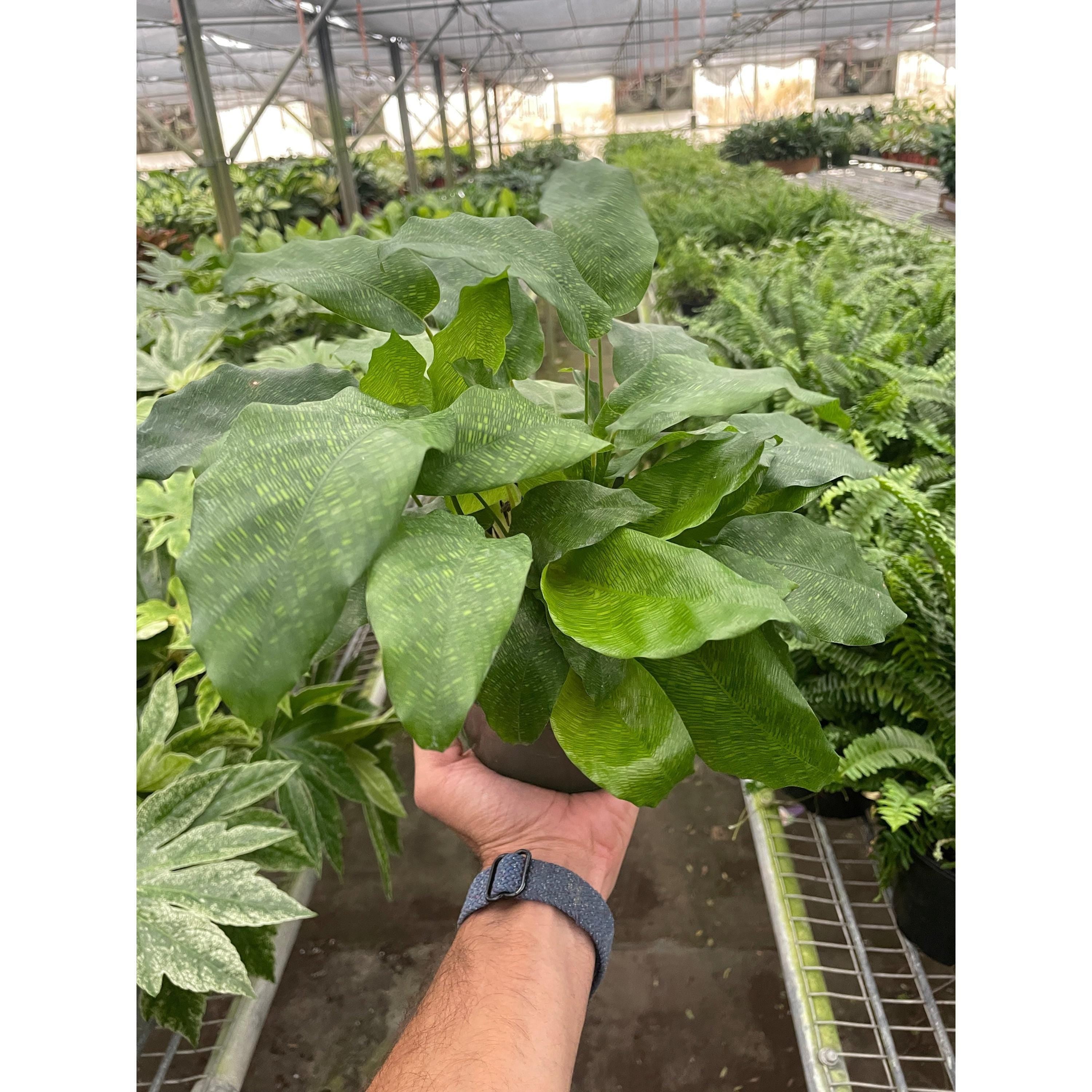 Calathea 'Musaica' 4" Plant 4" Pot Austin Jungle Co.
