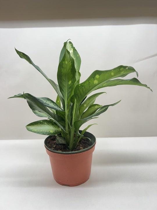 Dieffenbachia Panther Indoor Plants 6" Pot Austin Jungle Co.