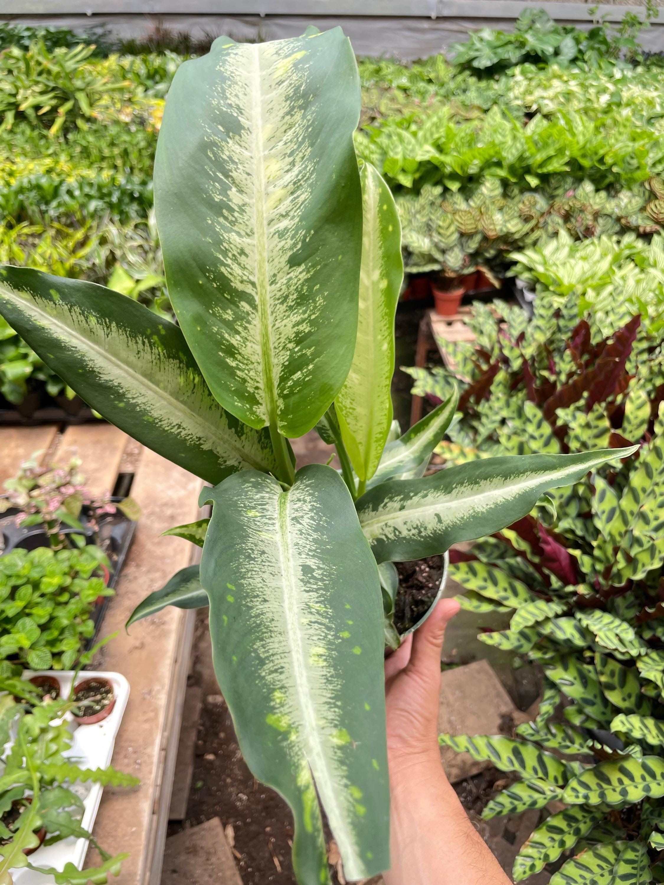 Dieffenbachia Panther Indoor Plants 6" Pot Austin Jungle Co.