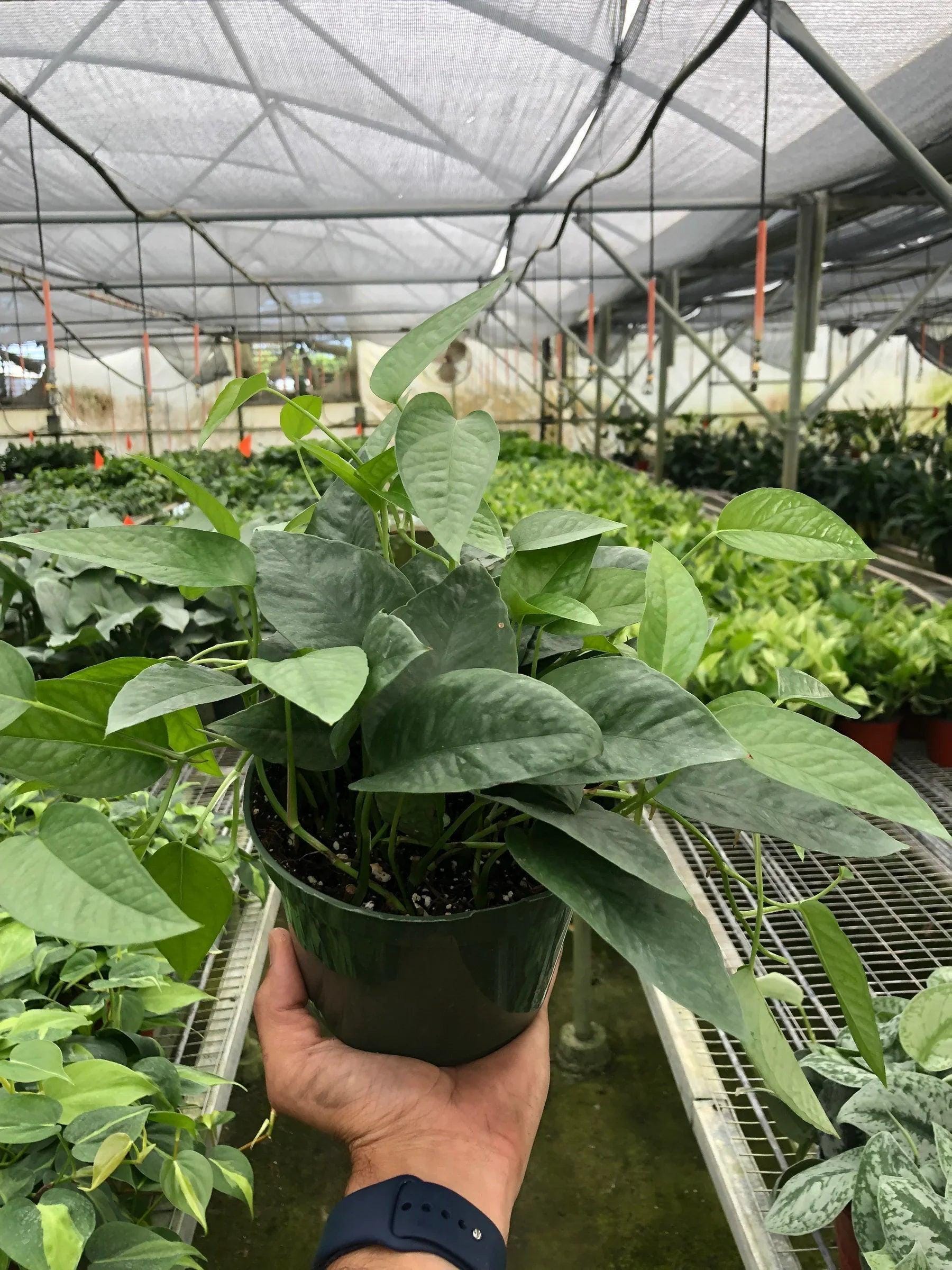 Pothos 'Cebu Blue' Indoor Plants 3" Pot Austin Jungle Co.