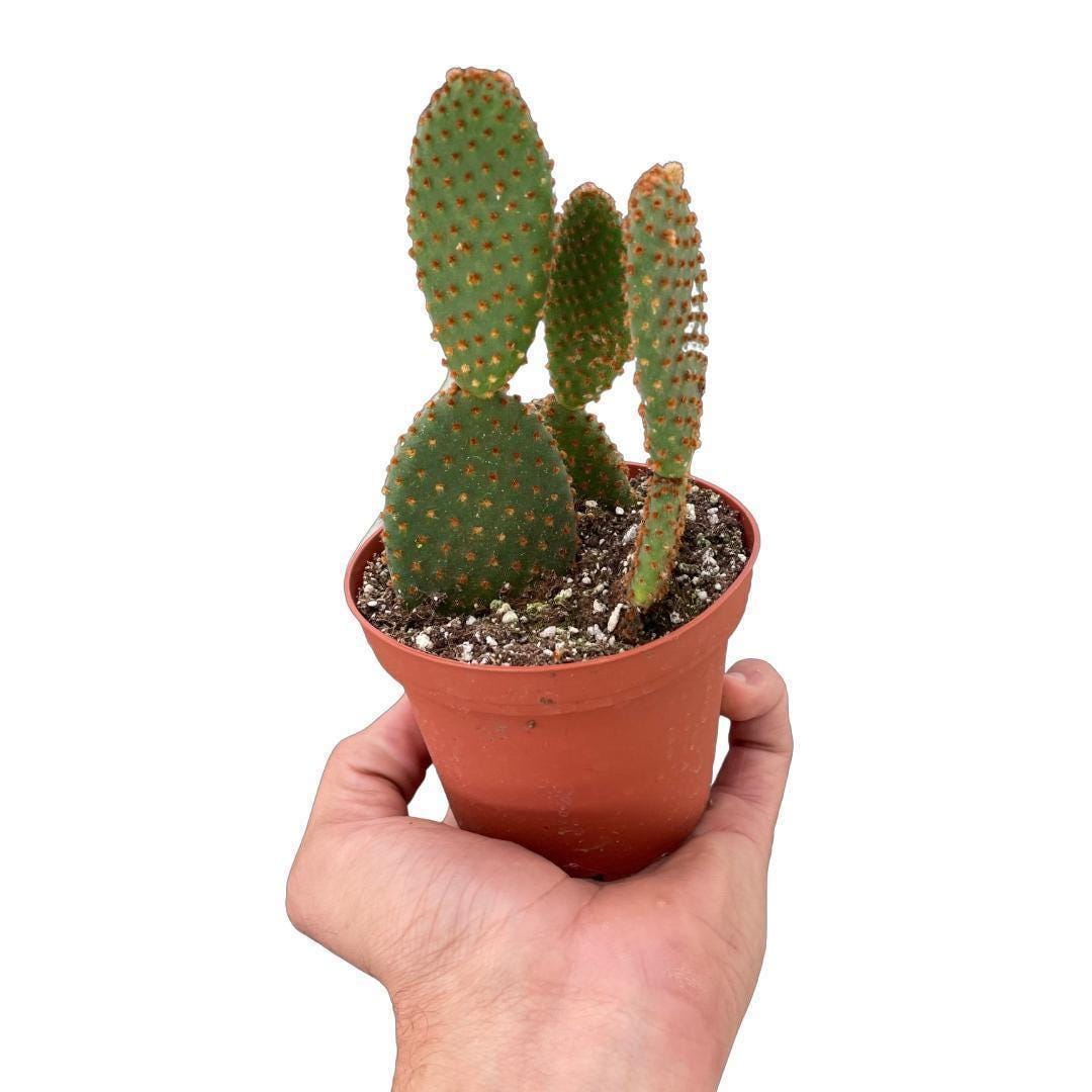 Opuntia 'Microdasys' (Bunny Ear Cactus) 4" Pot Austin Jungle Co.