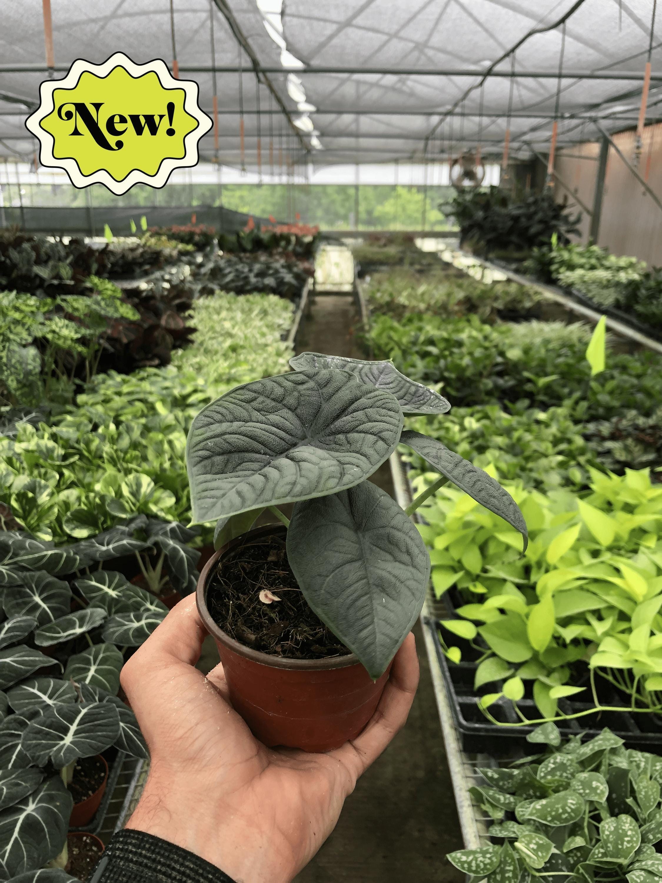 Alocasia 'Melo' Indoor Plants 4" Pot Austin Jungle Co.