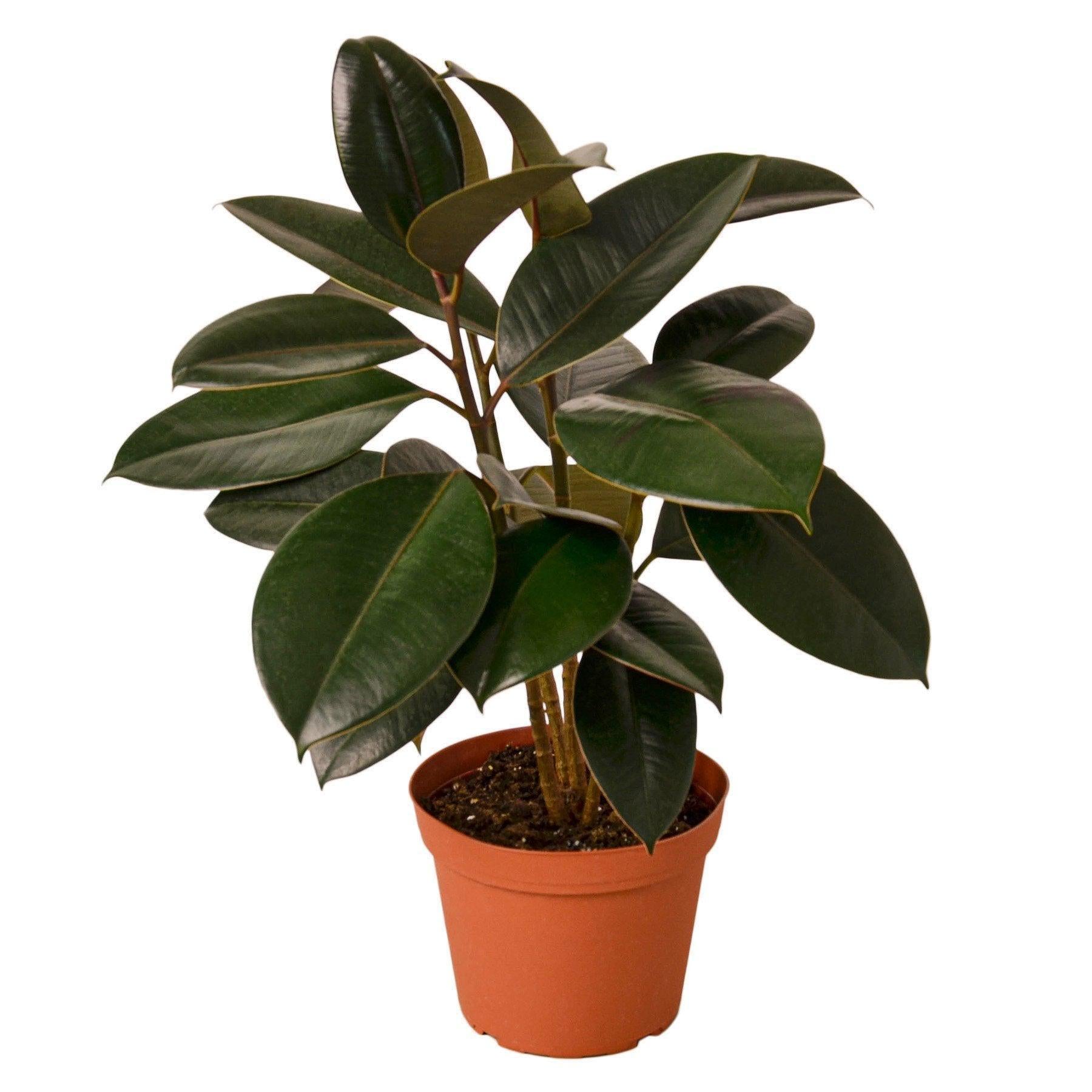 May include: A potted rubber plant with dark green leaves and brown stems. The plant is in a terracotta pot.