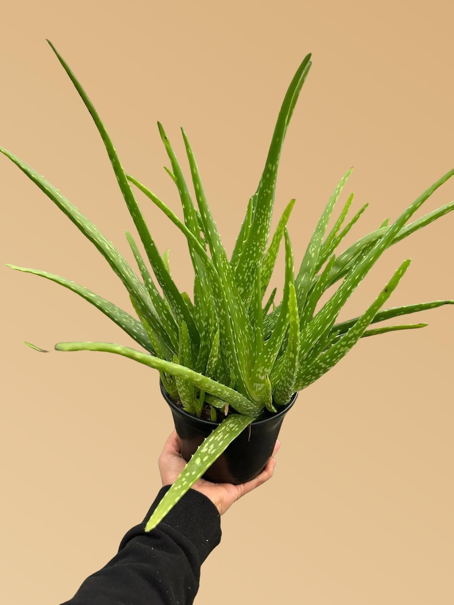 Aloe Vera