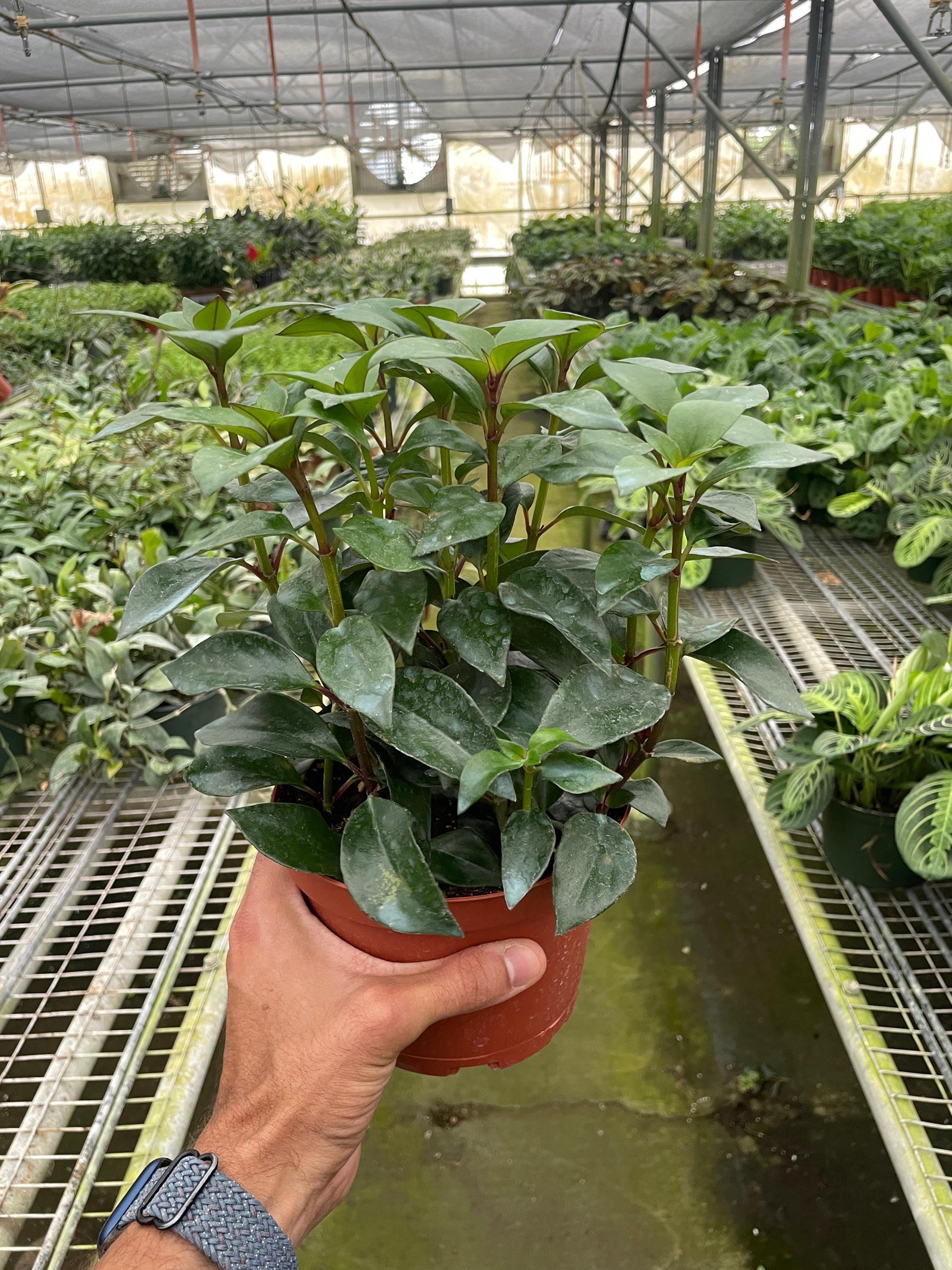 Nematanthus Black Goldfish Plant Default 4" Pot Austin Jungle Co.