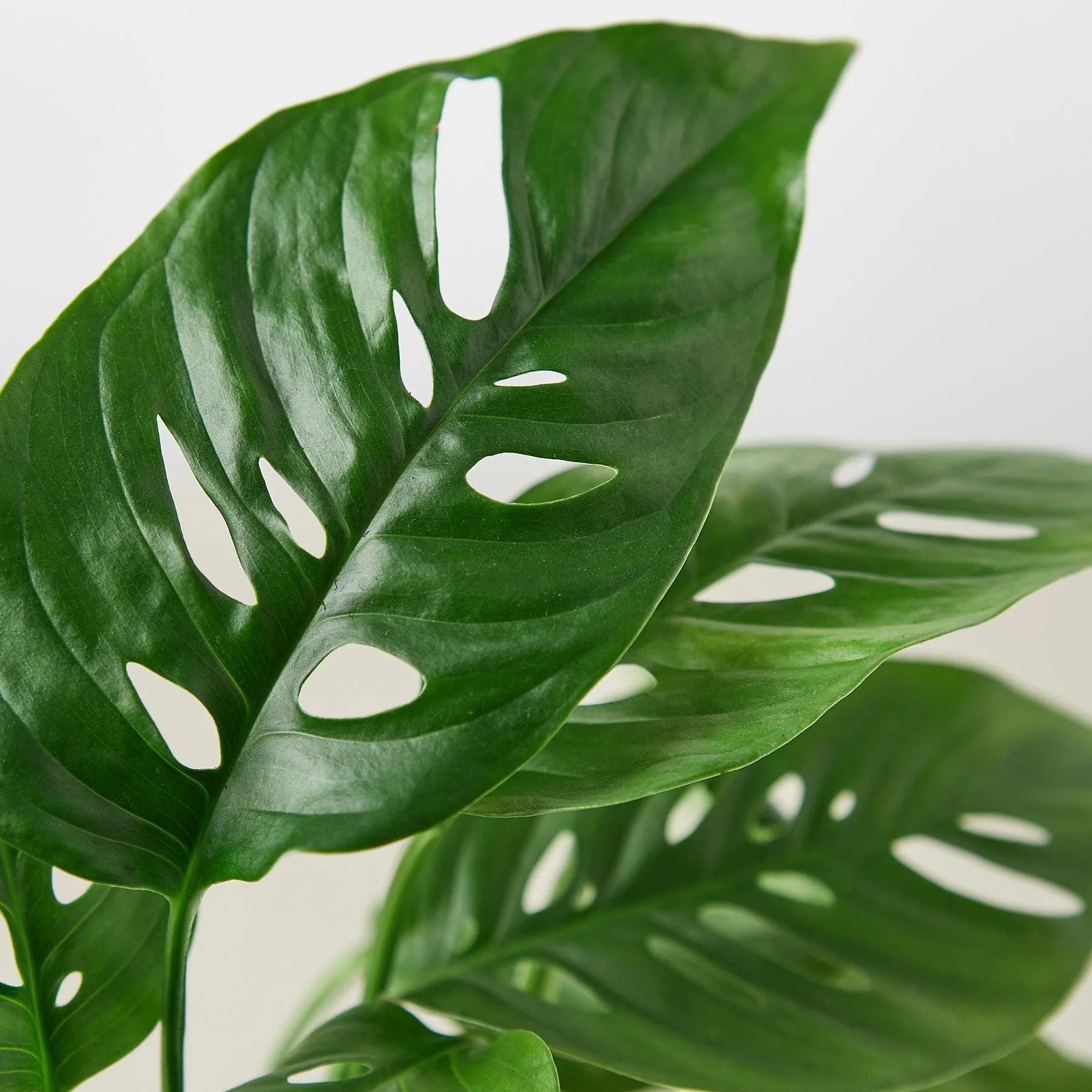 Monstera Adansonii 'Swiss Cheese' Indoor Plants 2" Pot / Nursery Pot Austin Jungle Co.