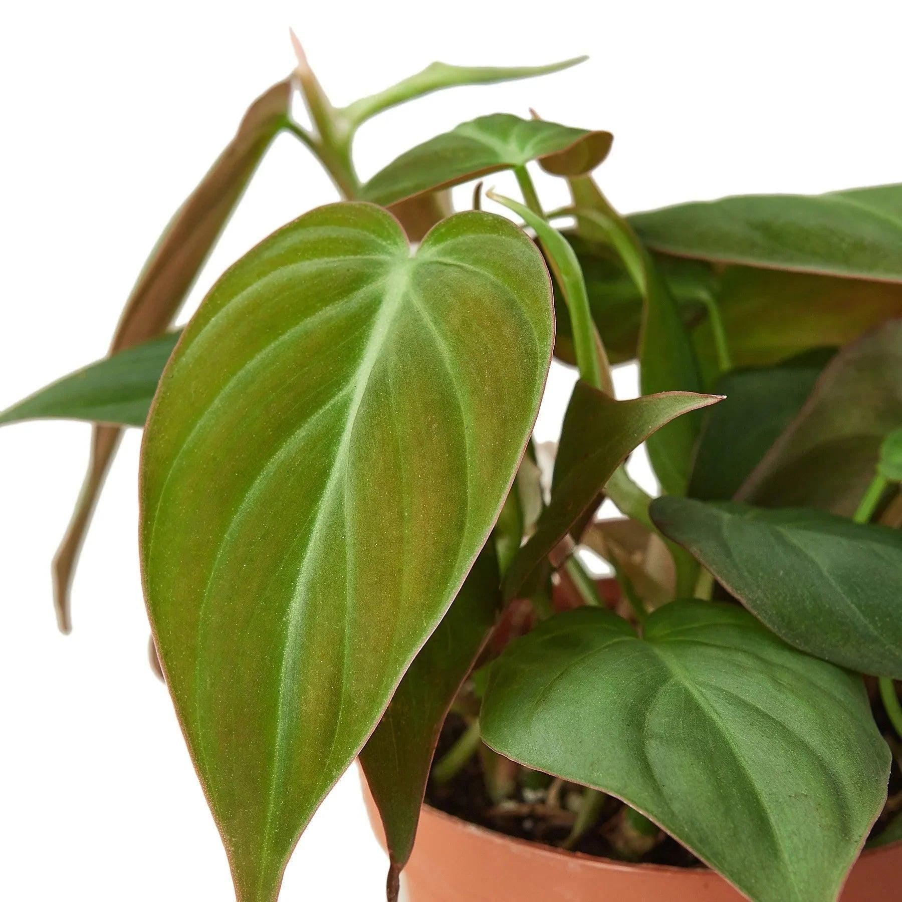Philodendron 'Velvet' Indoor Plants 3" Pot / Nursery Pot Austin Jungle Co.