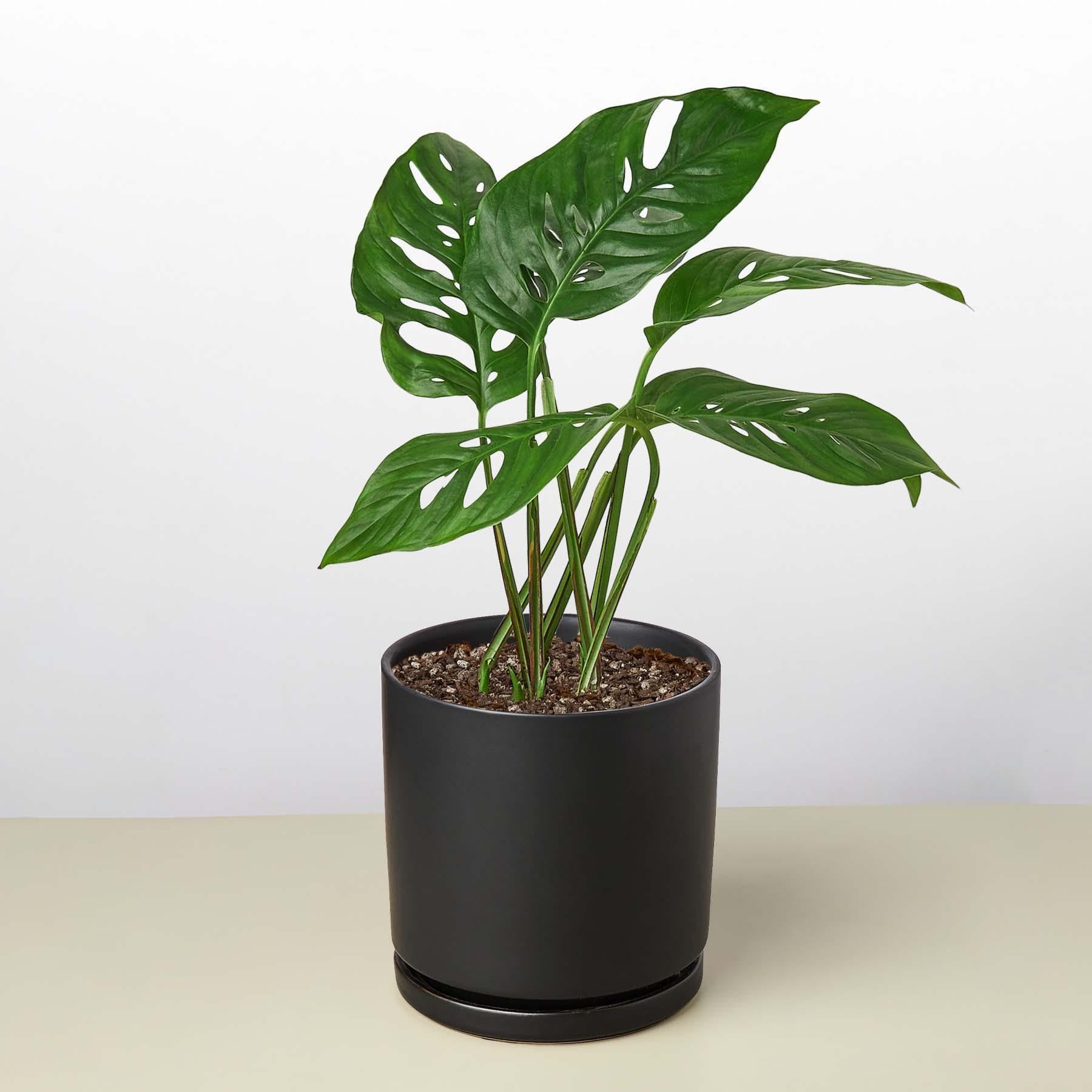 Monstera Adansonii 'Swiss Cheese' Indoor Plants 2" Pot / Nursery Pot Austin Jungle Co.