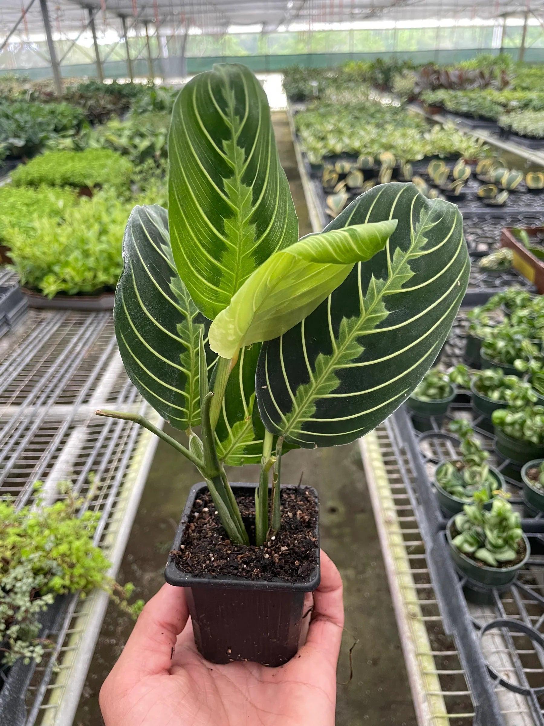 Maranta 'Lemon Lime' Default 4" Pot Austin Jungle Co.