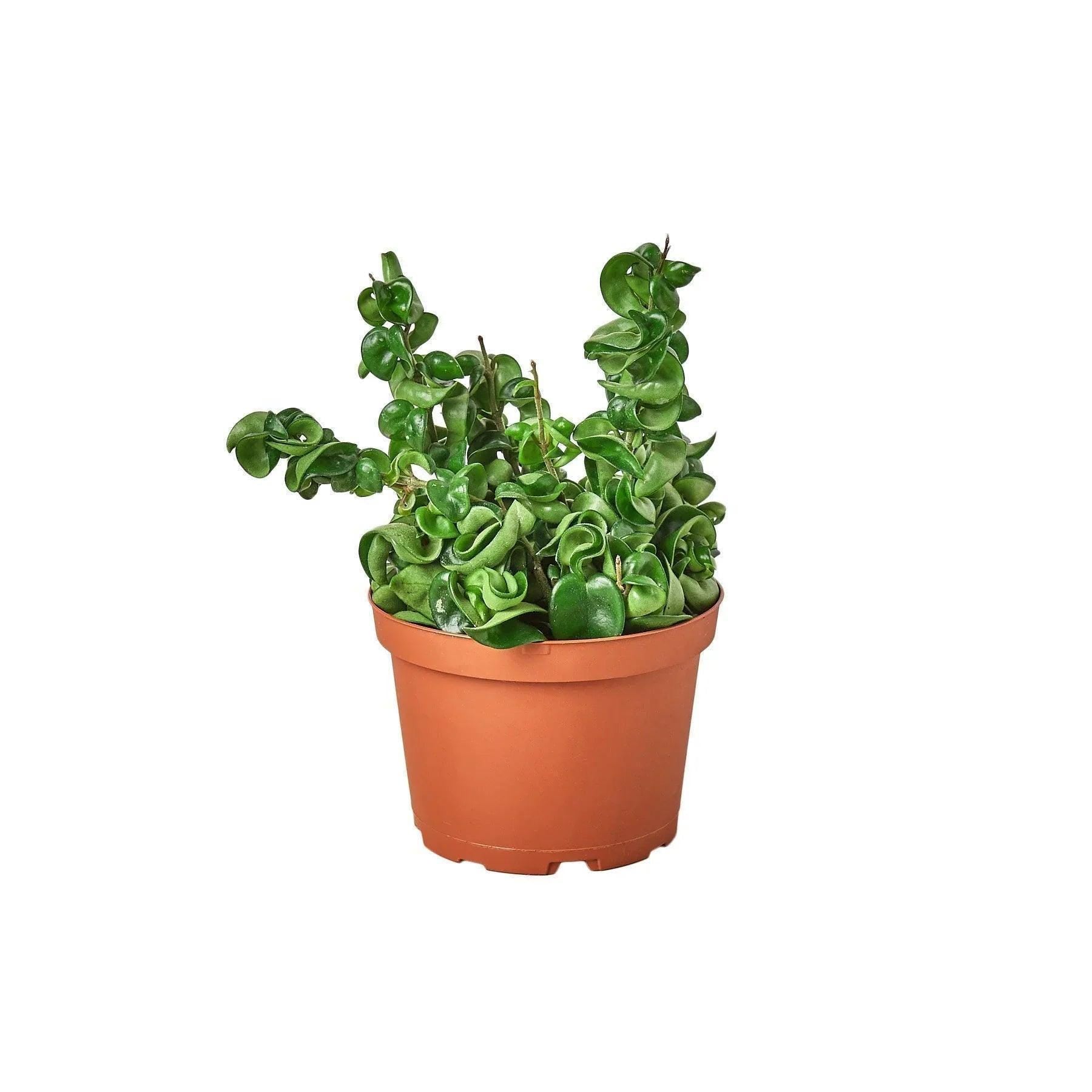 May include: A green curly plant in a brown plastic pot. The plant has small, curled leaves and is growing upright.