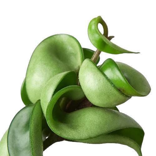 Hoya Rope Plant