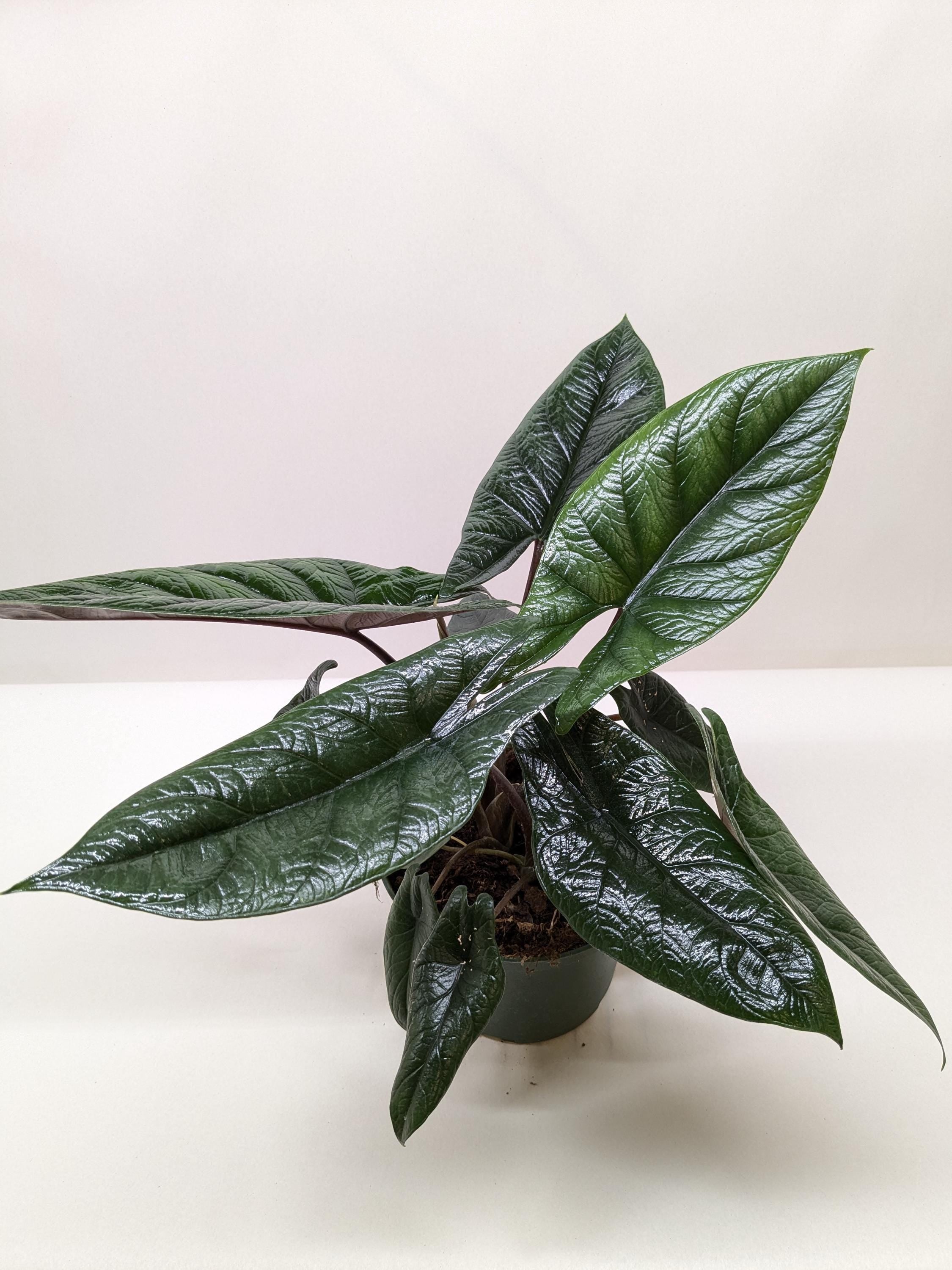 Alocasia 'Scalprum' Indoor Plants 4" Pot Austin Jungle Co.