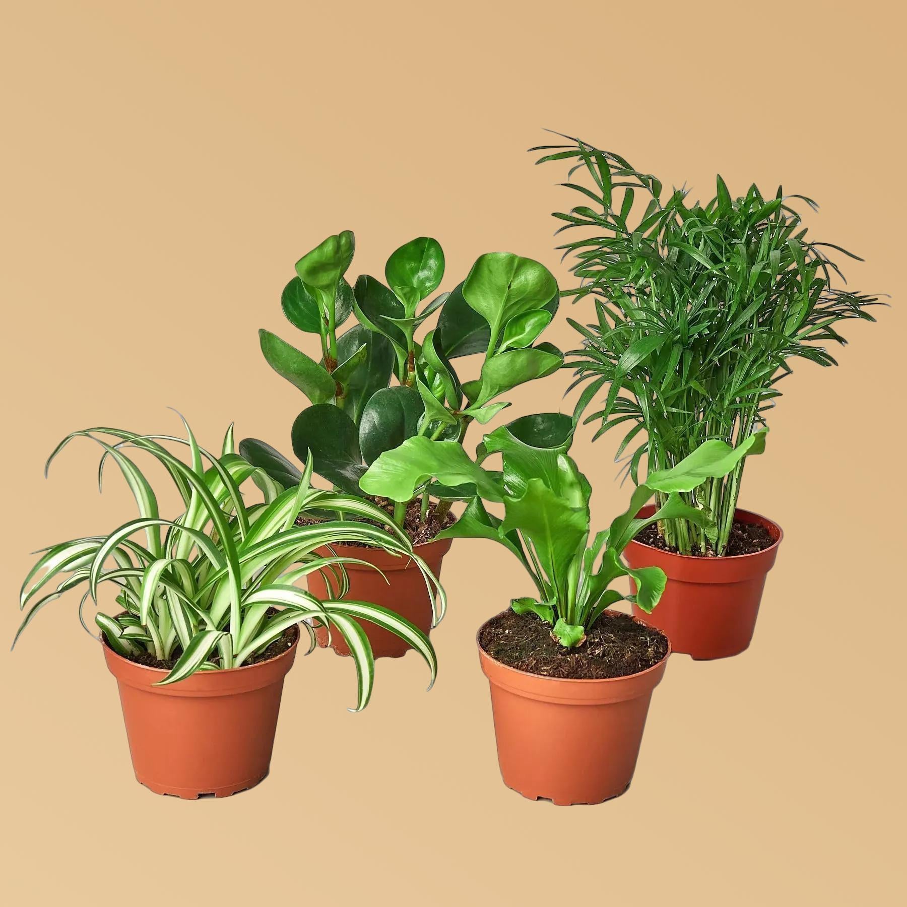 Pet Friendly Variety Bundle 6" Plant 3" Austin Jungle Co.