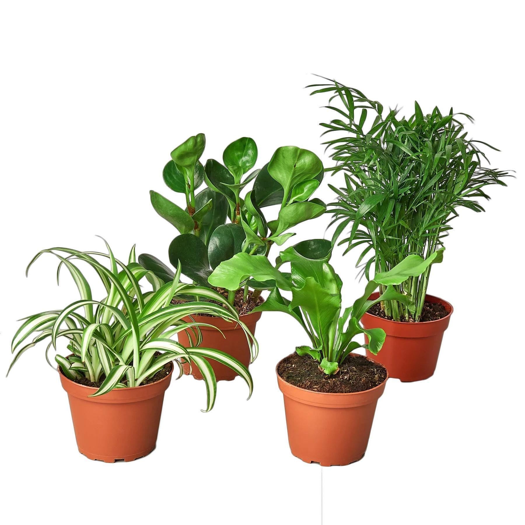 Pet Friendly Variety Bundle 6" Plant 3" Austin Jungle Co.