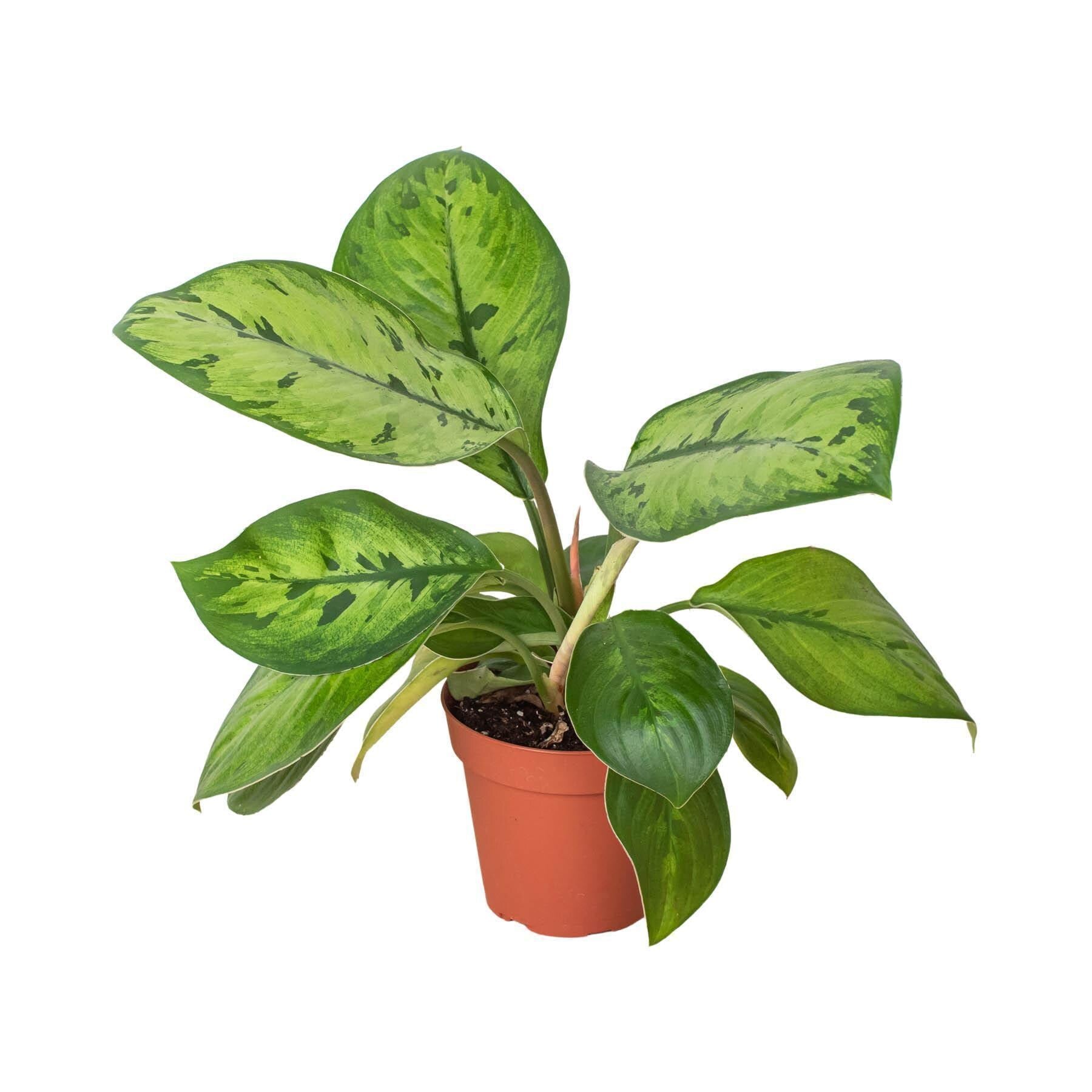 Homalomena 'Selby' 4" Pot Austin Jungle Co.